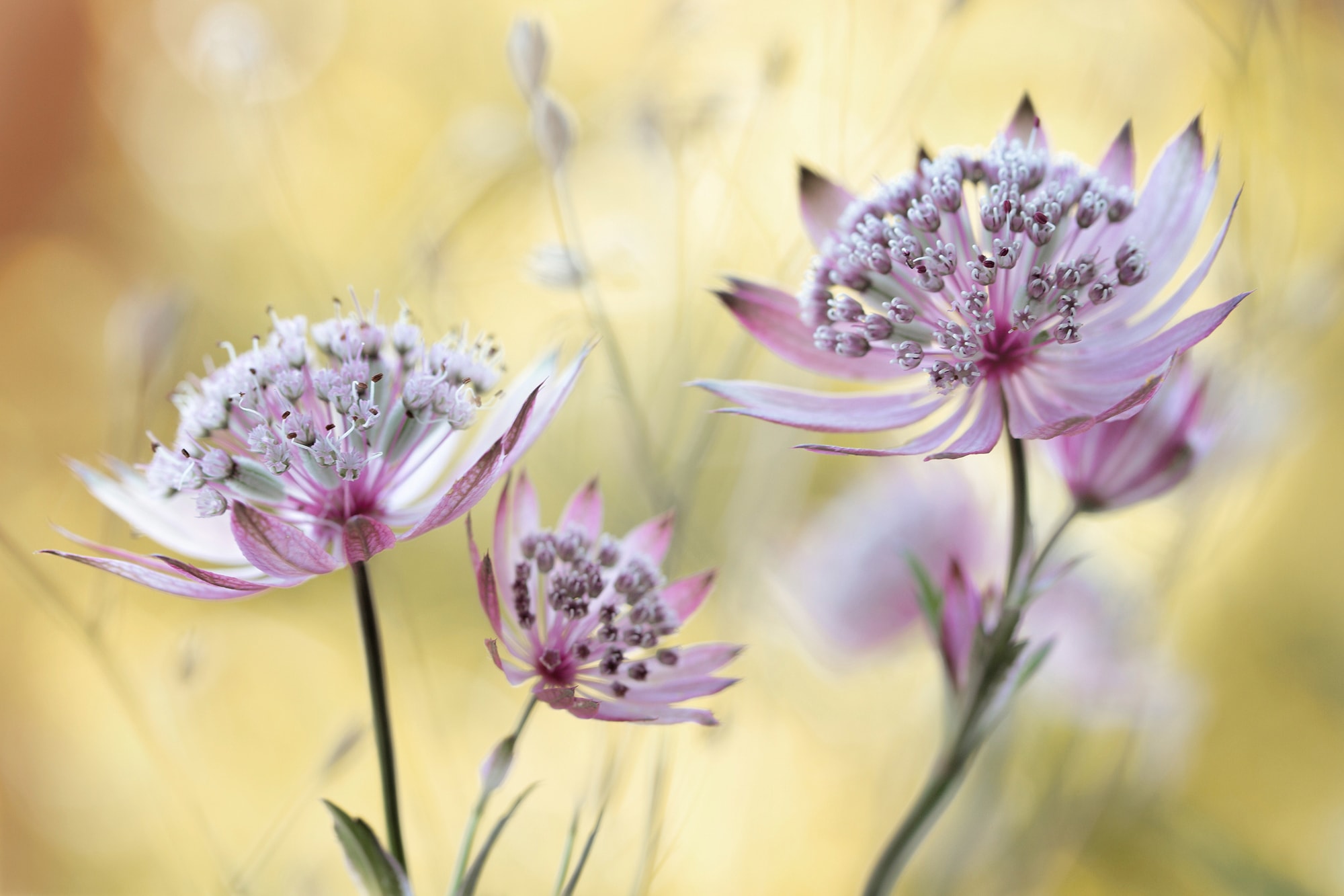 Papermoon Fototapete "Photo-Art MANDY DISHER, ASTRANTIA-MAJOR"