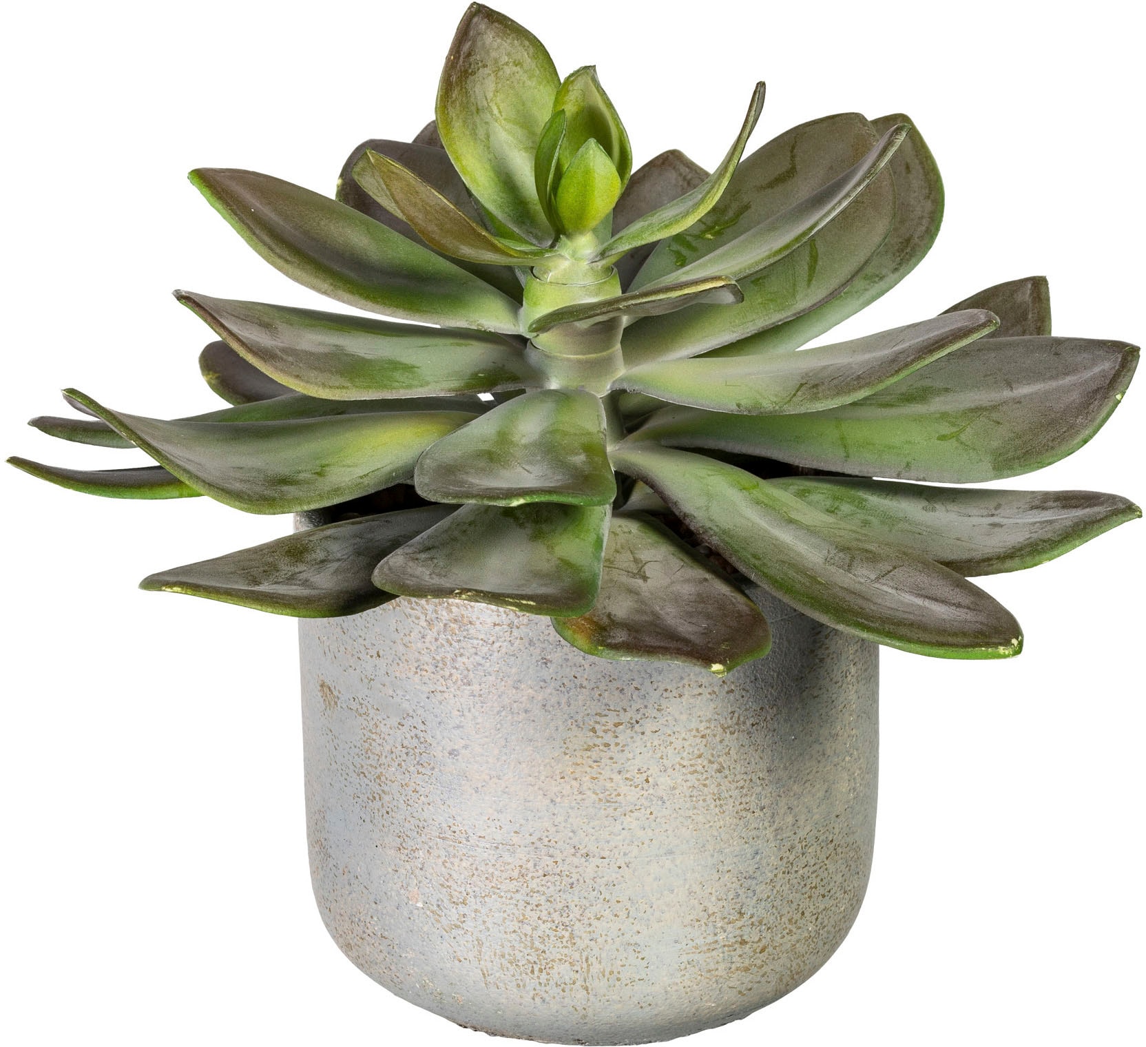 Creativ green Künstliche Zimmerpflanze »Echeveria im Zementtopf« kaufen | BAUR XL