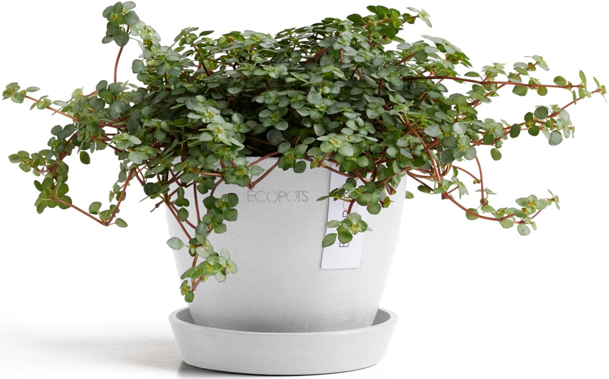 ECOPOTS Blumentopf »Antwerp Mini 11 Weiß«, für den Innenbereich