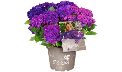BCM Gehölze »Hortensie 'Three Sisters' Blue, Violett, Pink«, (2 St.), Höhe: 30-40 cm,... kaufen