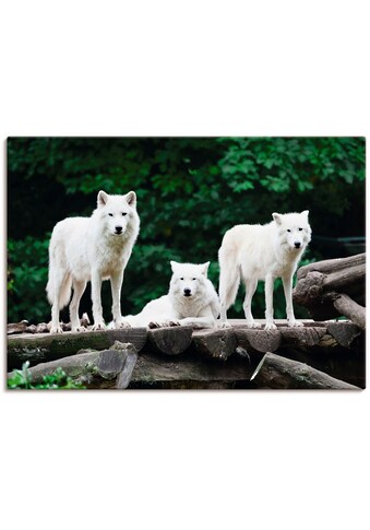 Artland Paveikslas »Arktische Wölfe« Wildtiere...