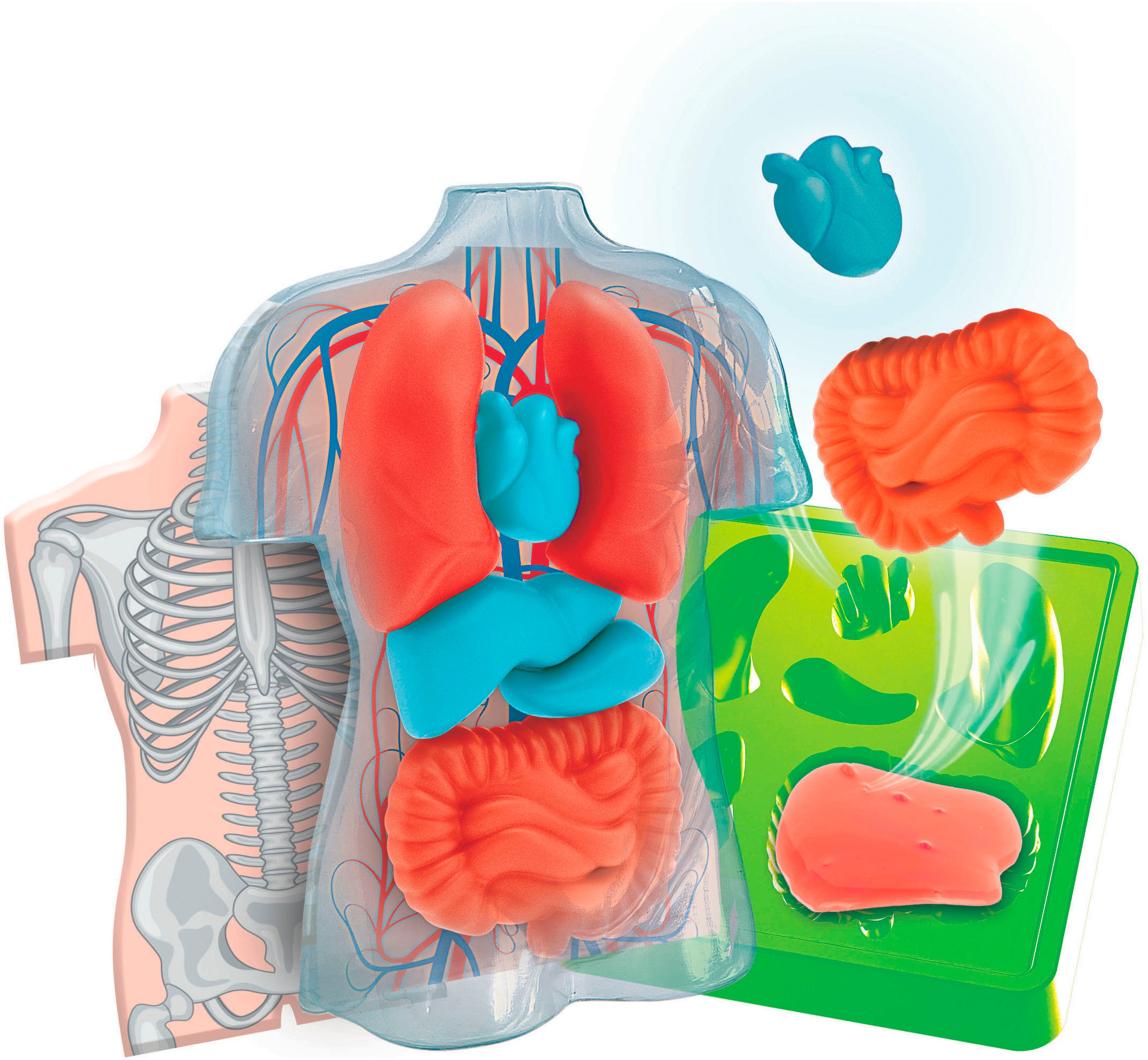 Clementoni® Experimentierkasten »Galileo Lab, Squishy Anatomie«