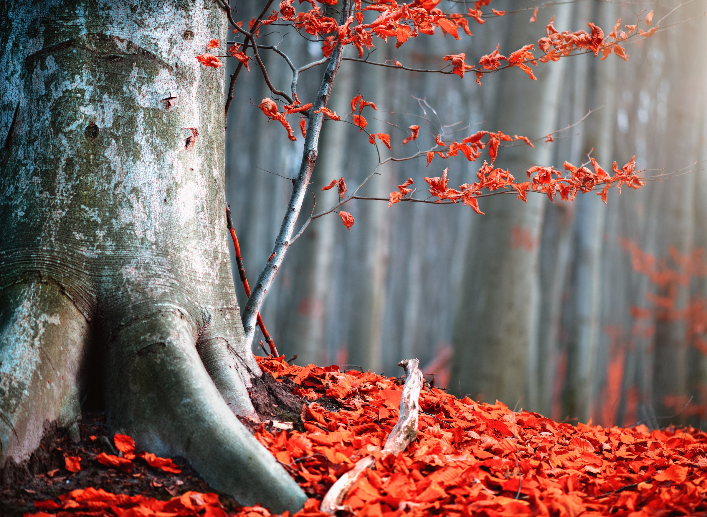 Papermoon Fototapete "Old Autumn Tree"