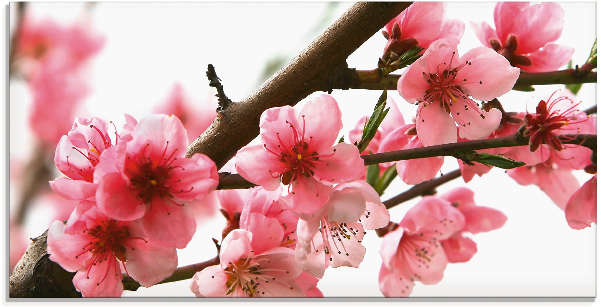 Artland Glasbild "Pfirsichblüten reflektieren im Wasser" 1 Stk. tlg. in ver günstig online kaufen