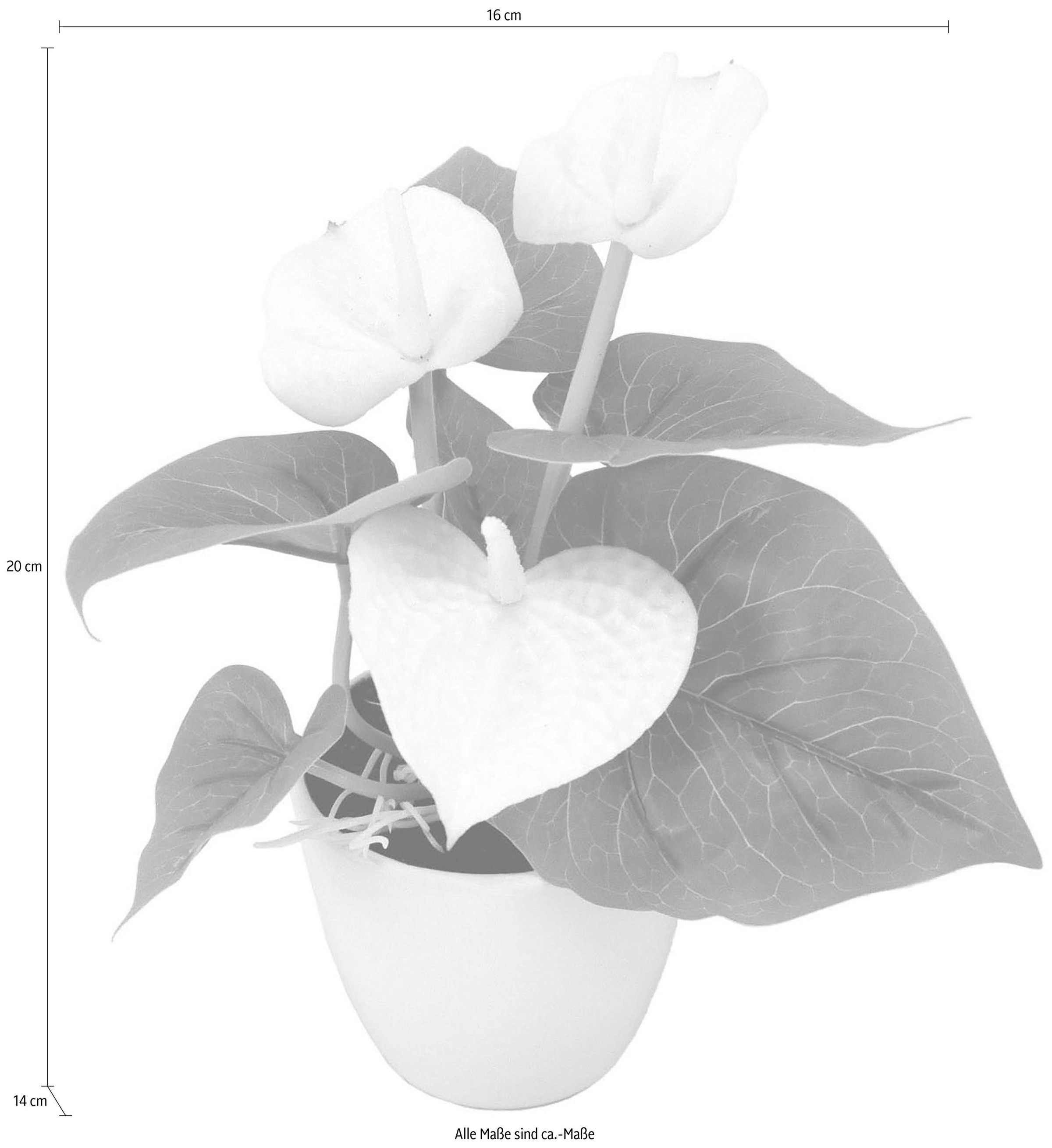 I.GE.A. Kunstpflanze »Mini Anthurie«