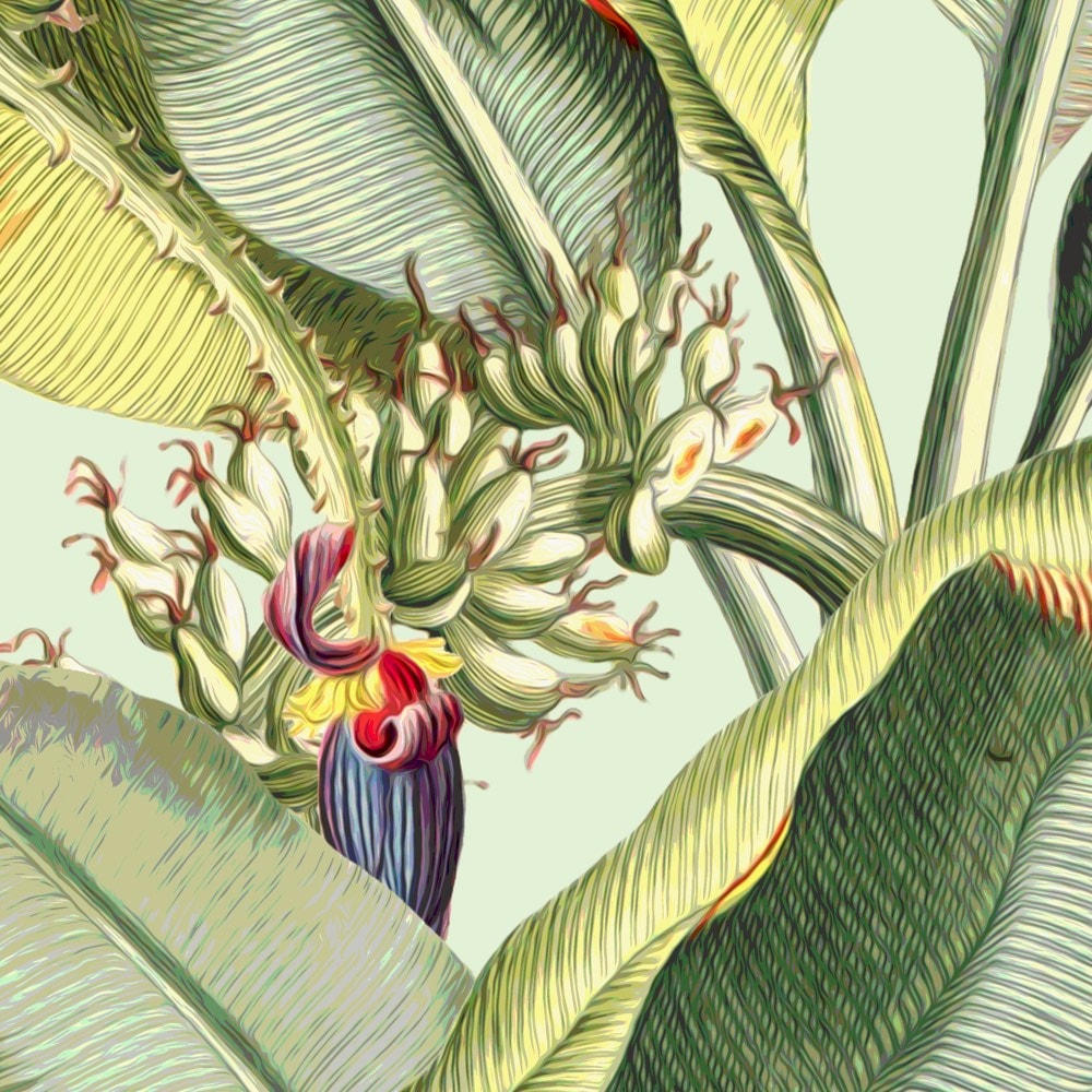 Komar Fototapete »Vlies Fototapete - Banana Grove - Größe 200 x 250 cm« Motiv | bedruckt glatt