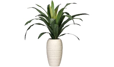 Creativ green Künstliche Zimmerpflanze »Dracaena«, (1 St.), in Keramikvase kaufen