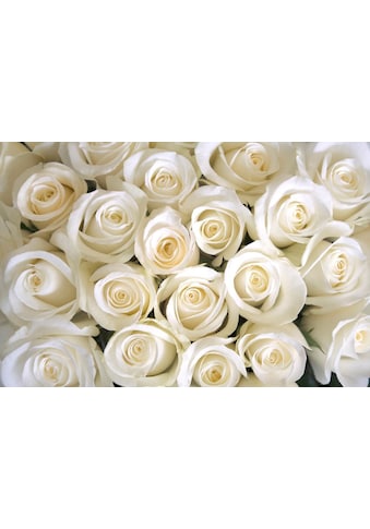 Papermoon Fototapetas »White Roses«