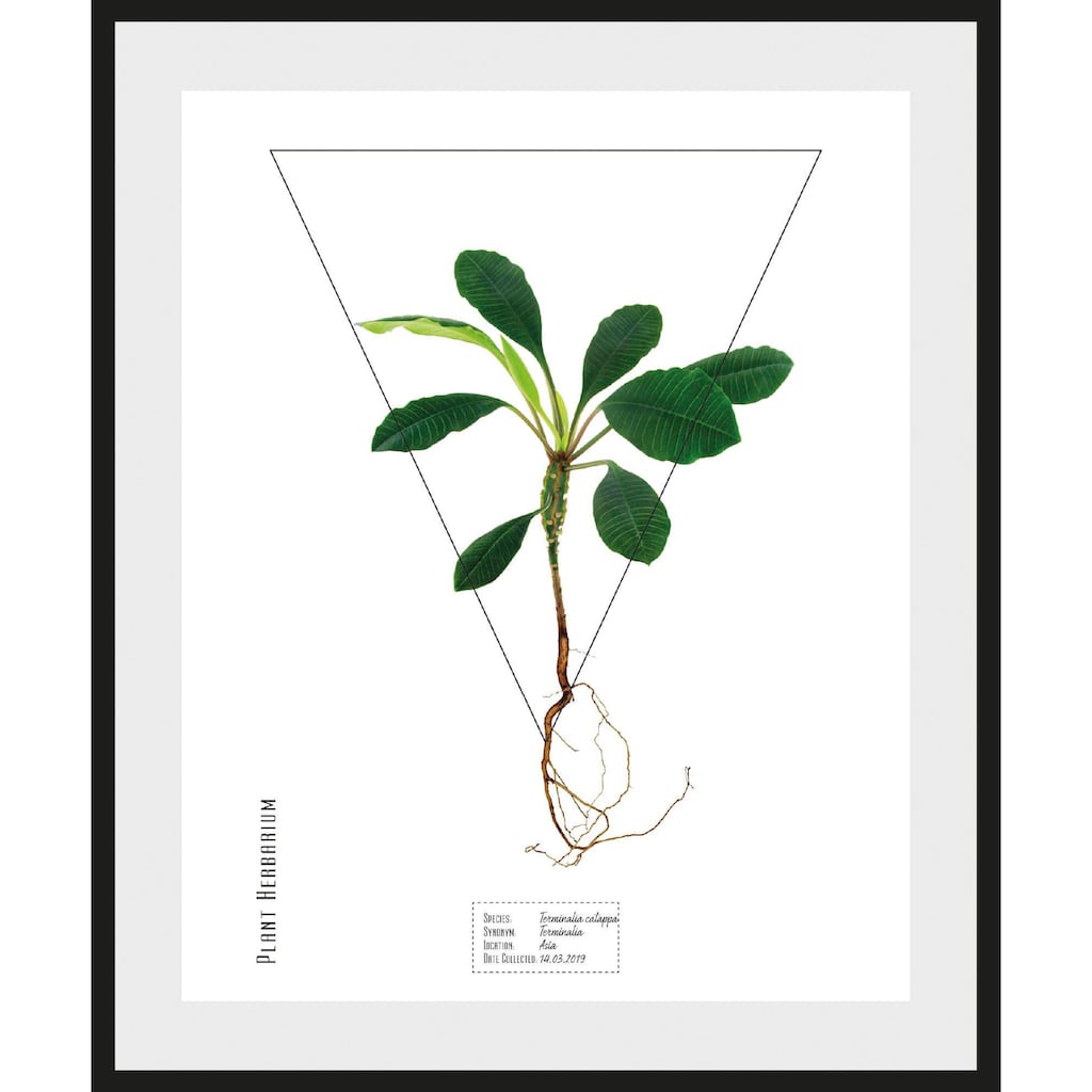 Wohnen Wohnaccessoires andas Bild »Pflanze Terminalia catappa«, mit Rahmen 