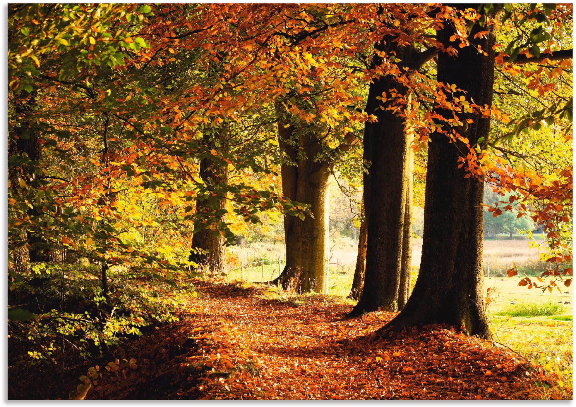 Artland Wandbild "Herbstfarben", Bäume, (1 St.), als Alubild, Outdoorbild, Leinwandbild in verschied. Größen