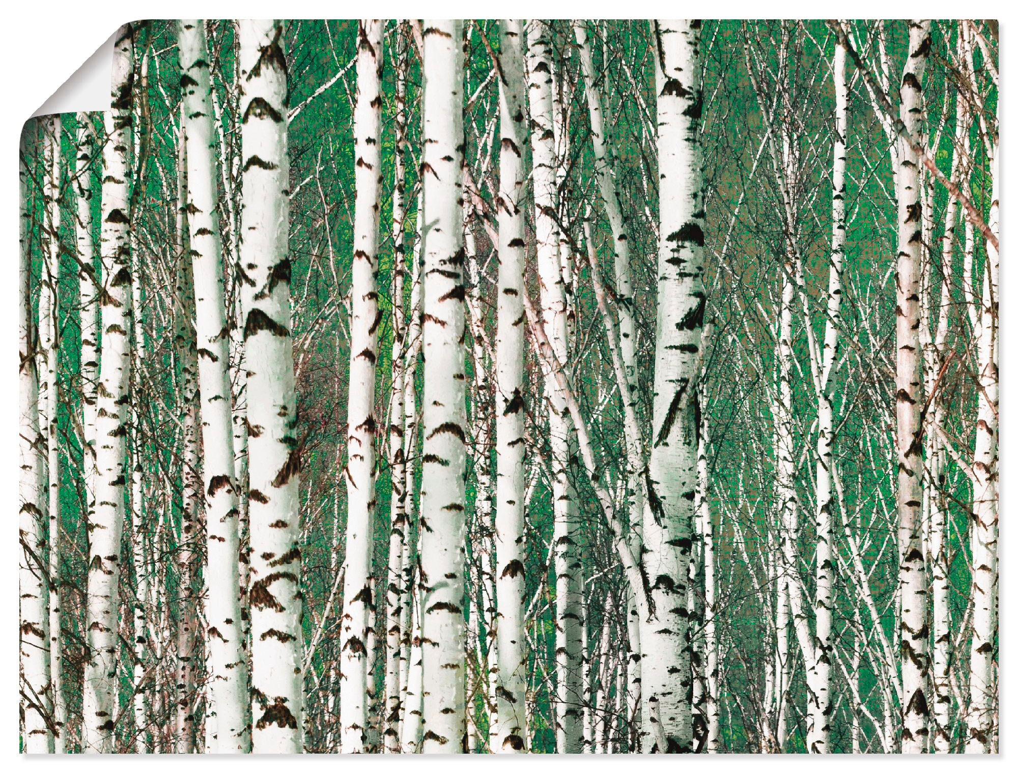 Artland Wandbild | Poster kaufen versch. Größen Bäume, (1 Leinwandbild, BAUR »Birkenwald als - oder St.), Bäume«, Alubild, Wandaufkleber in