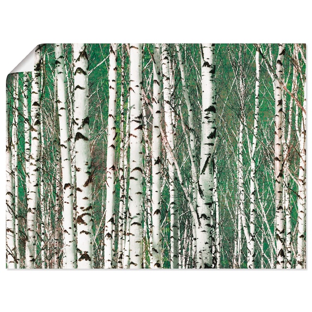 Artland Wandbild »Birkenwald - Bäume«, Bäume, (1 St.), als Alubild,  Leinwandbild, Wandaufkleber oder Poster in versch. Größen kaufen | BAUR