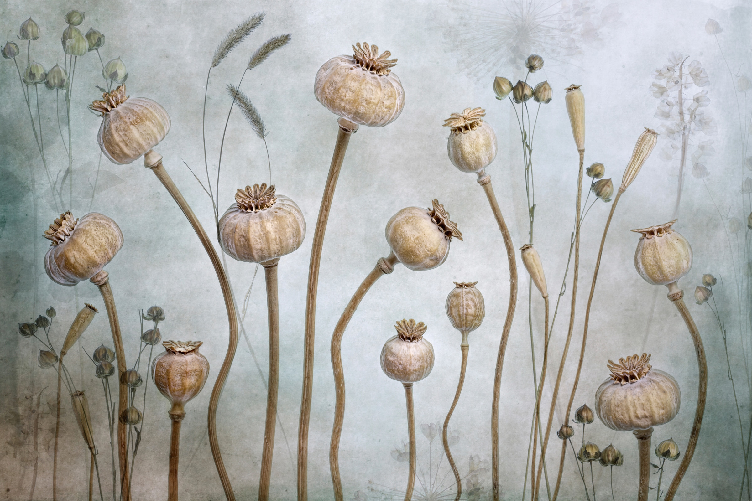 Papermoon Fototapete "Photo-Art MANDY DISHER, MOHN" günstig online kaufen