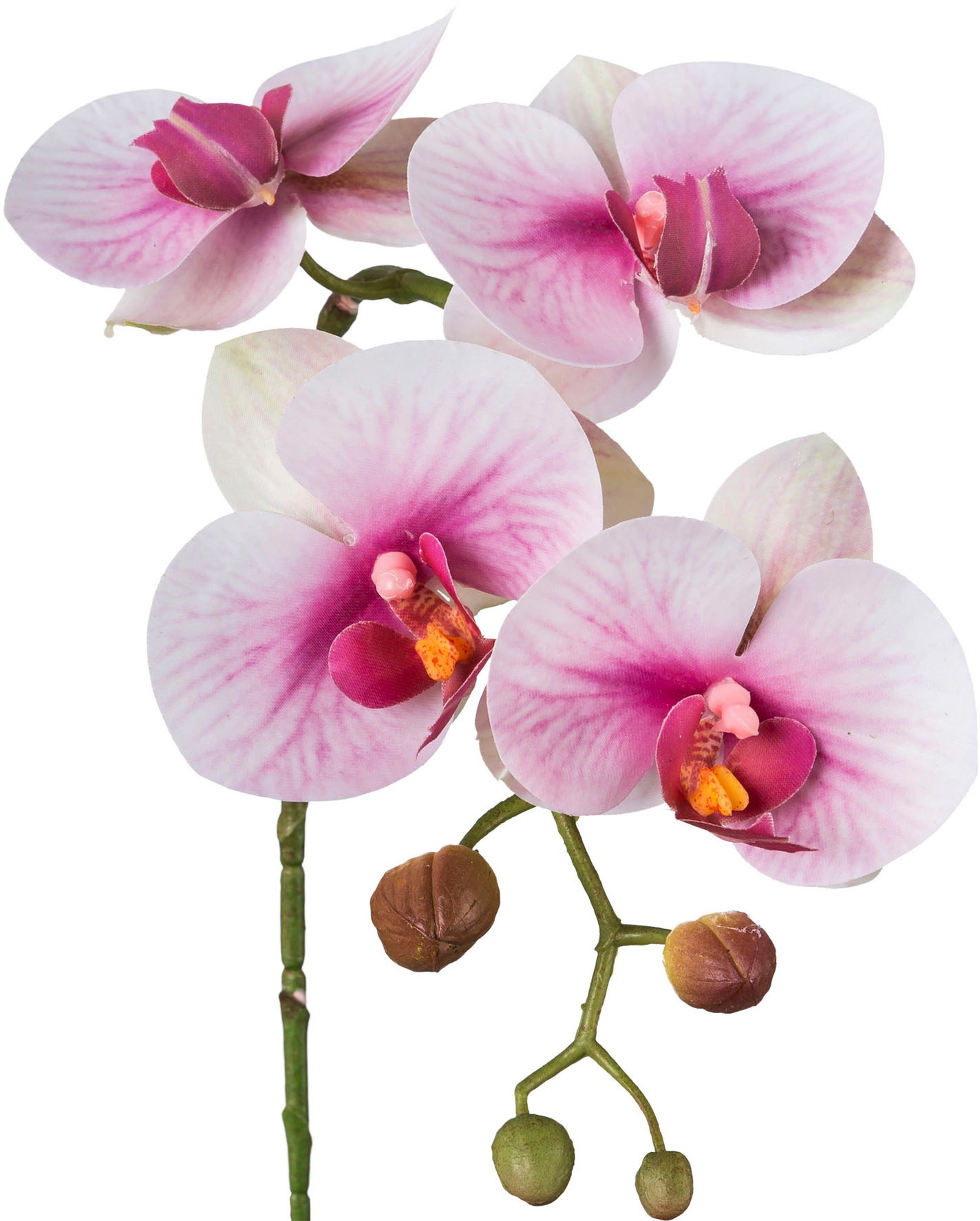 Creativ green Kunstblume »Phalaenopsis 3D-print«, mit Real-Touch-Blüten