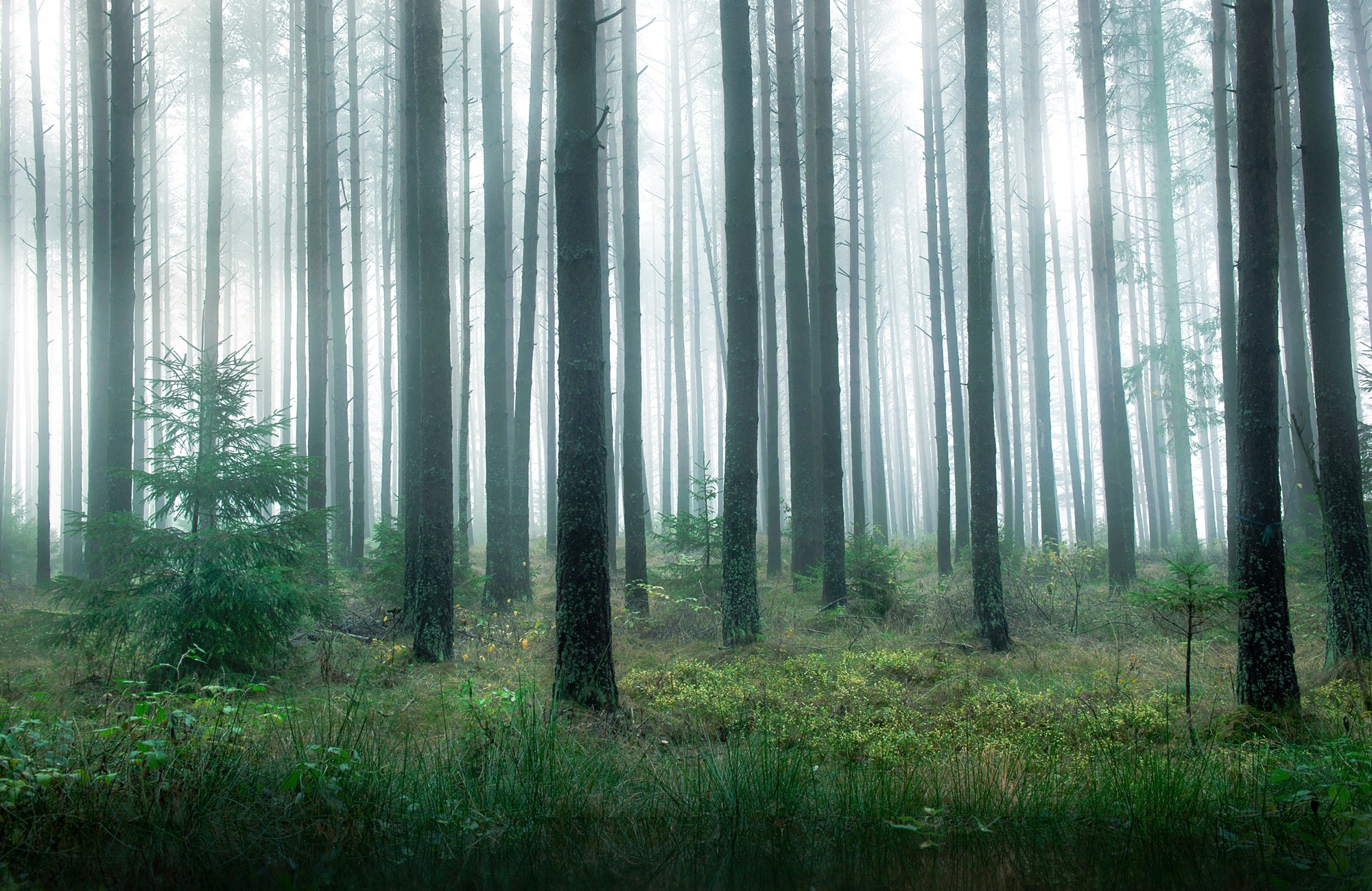 Papermoon Fototapete "Photo-Art CHRISTIAN LINDSTEN, SEE IM WALD"