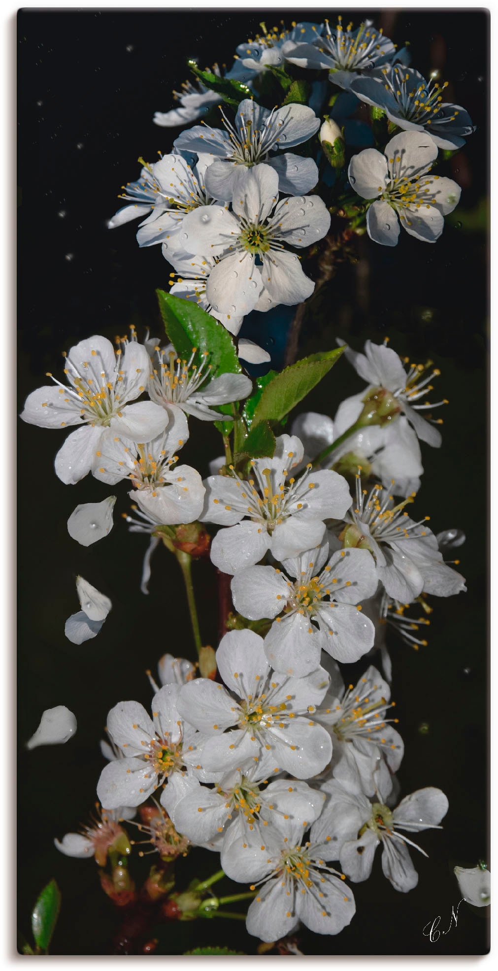 Artland Wandbild "Baumblüte", Blumen, (1 St.), als Leinwandbild, Poster, Wandaufkleber in verschied. Größen