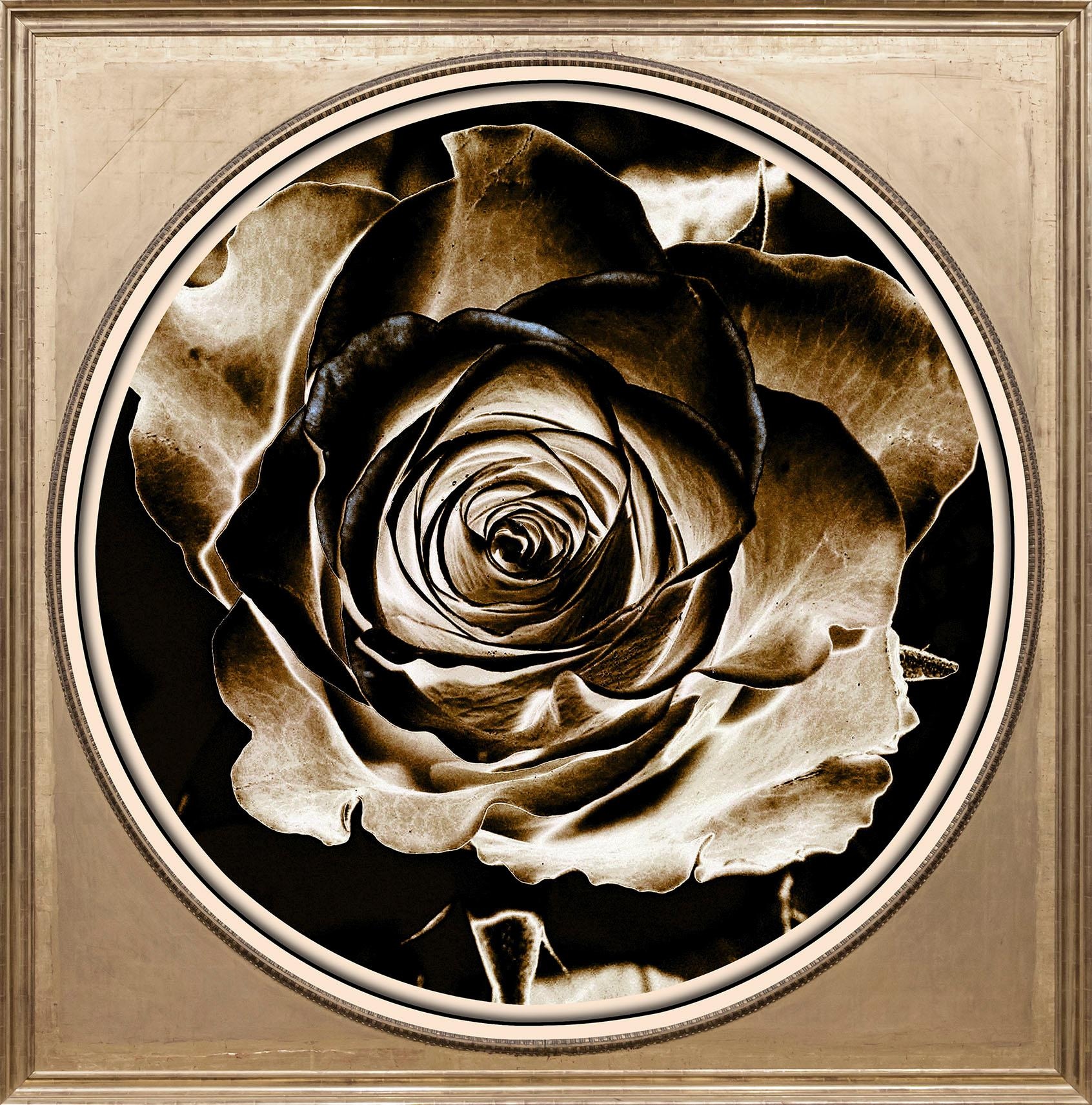 queence Acrylglasbild "Rose Sepia", Blumen-Blumenbilder-Kunst-Pflanzen-Pfla günstig online kaufen