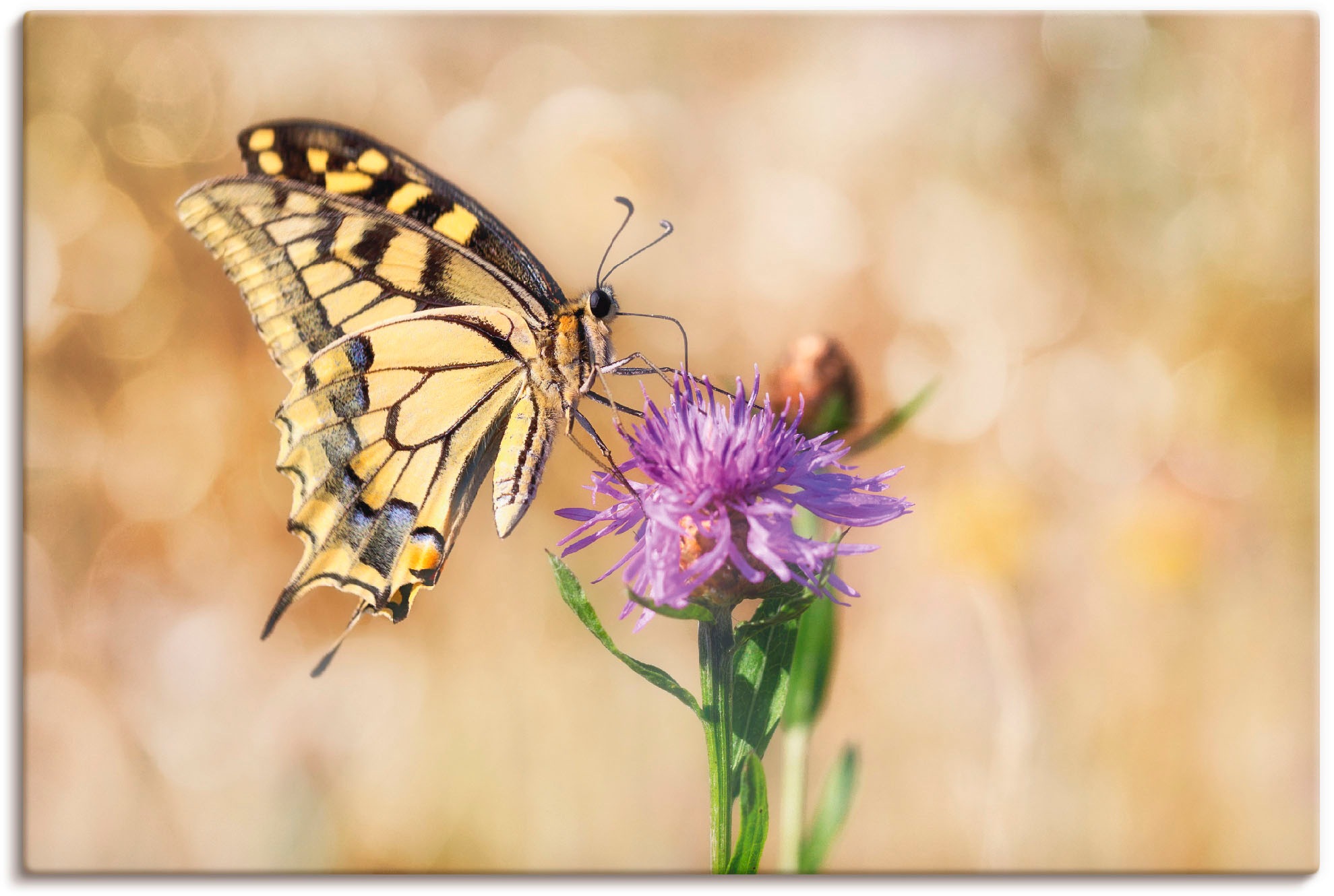 Artland Wandbild »Schwalbenschwanzschmetterling«, Insekten, (1 als Alubild, Leinwandbild, Poster St.), Größen oder in Wandaufkleber versch. | kaufen BAUR