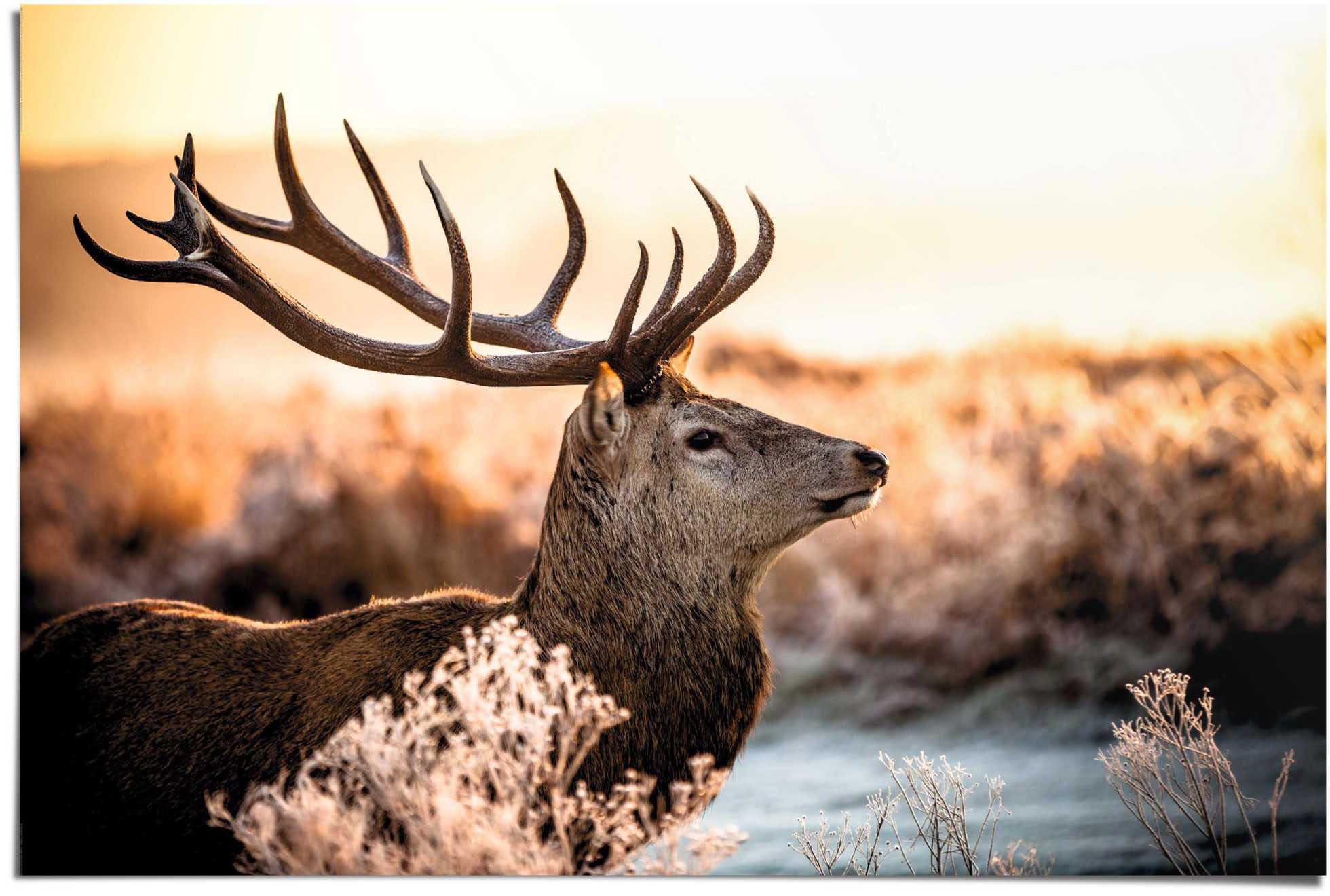 St.) Reinders! | Wald«, »Hirsch im Poster BAUR (1 kaufen