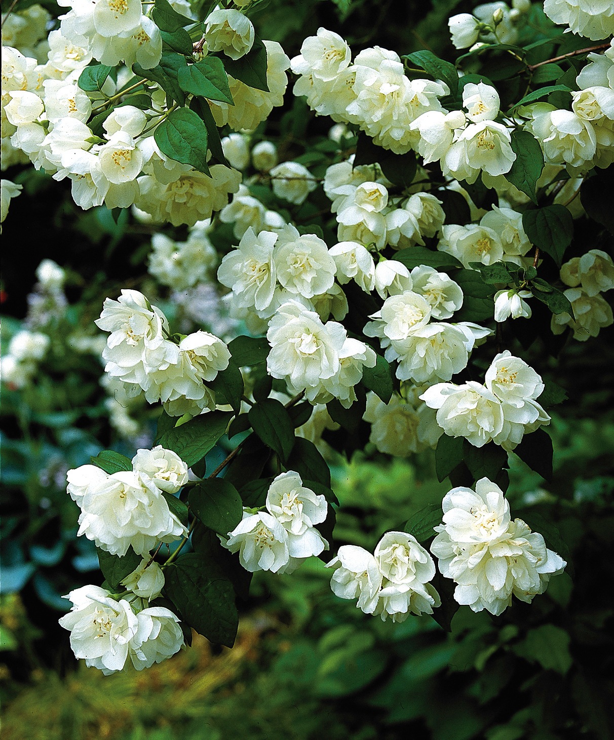 BCM Gehölze »Garten Jasmin 'Karolinka' (Pfeifenstrauch)«, (3 St.), Höhe: 30-40 cm, 3... kaufen