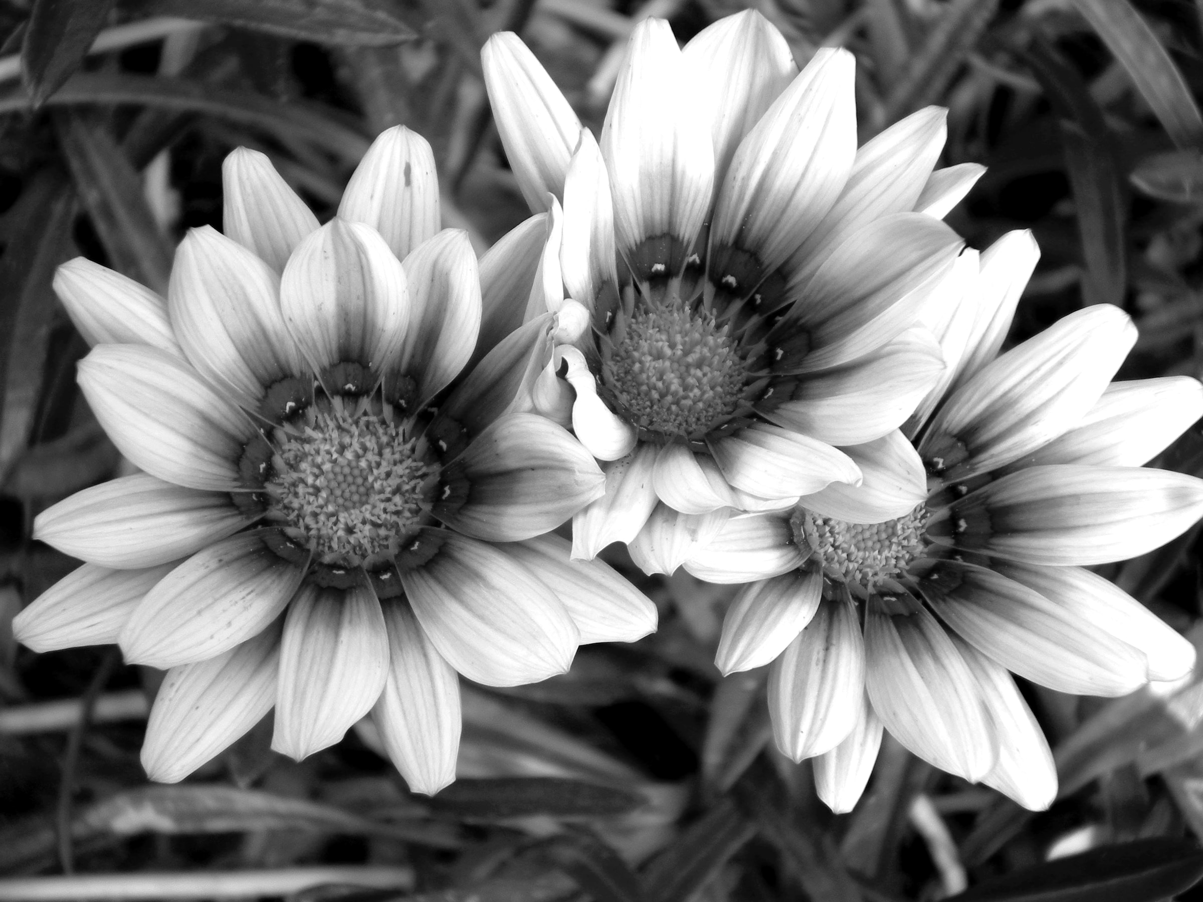 Papermoon Fototapete "Blumen Schwarz & Weiß"