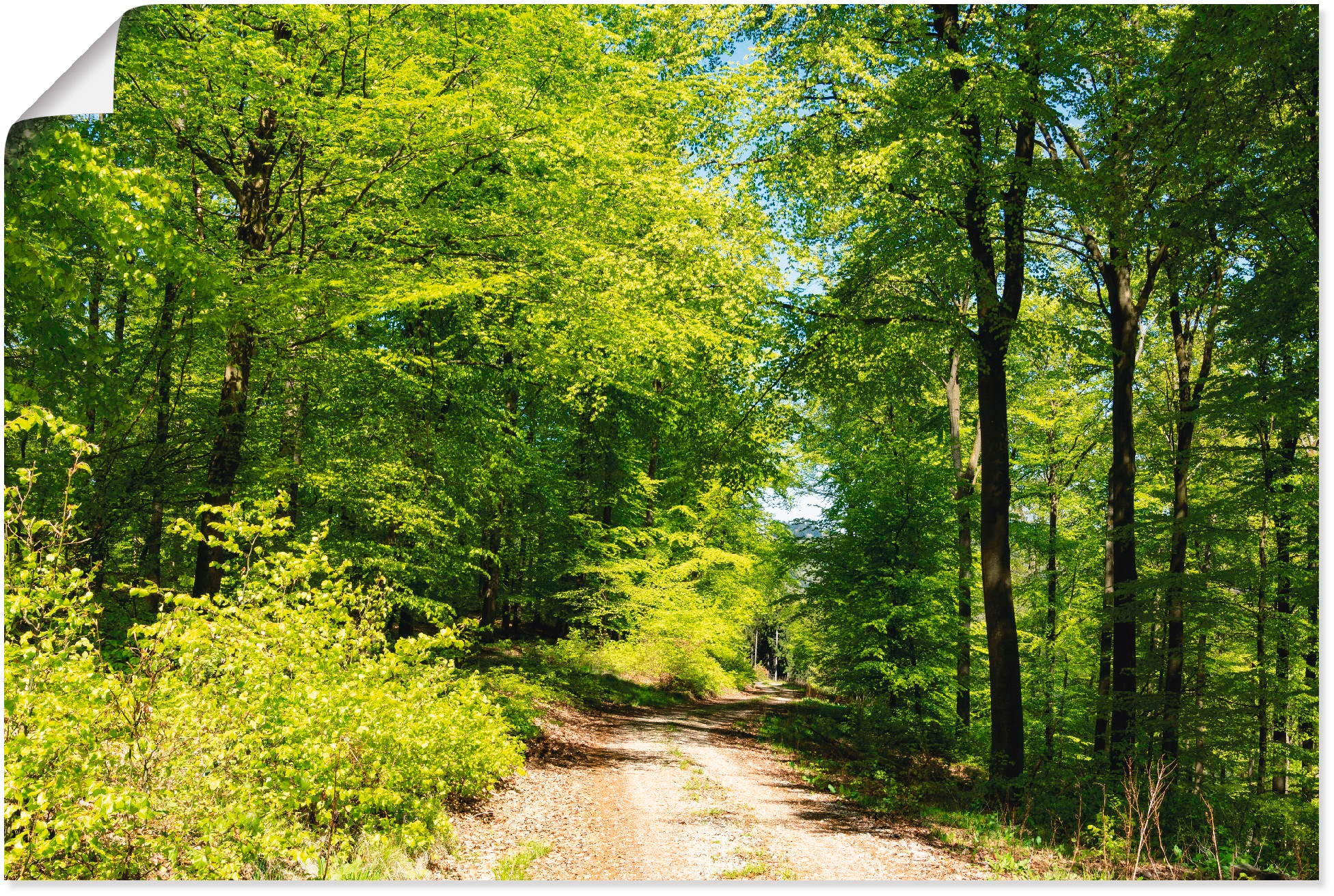 Artland Wandbild »Blauer Himmel BAUR Wald dem Wandaufkleber (1 versch. Alubild, Mai«, in oder | Leinwandbild, bestellen Poster Größen im Wald, als über St.)
