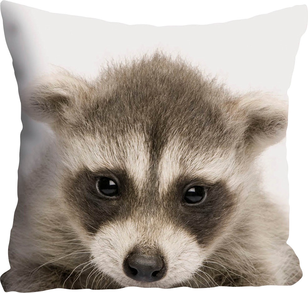 queence Dekokissen "Dean" Kissenhülle,Waschbär,Lustig,Tiere,Niedlich,Freund günstig online kaufen