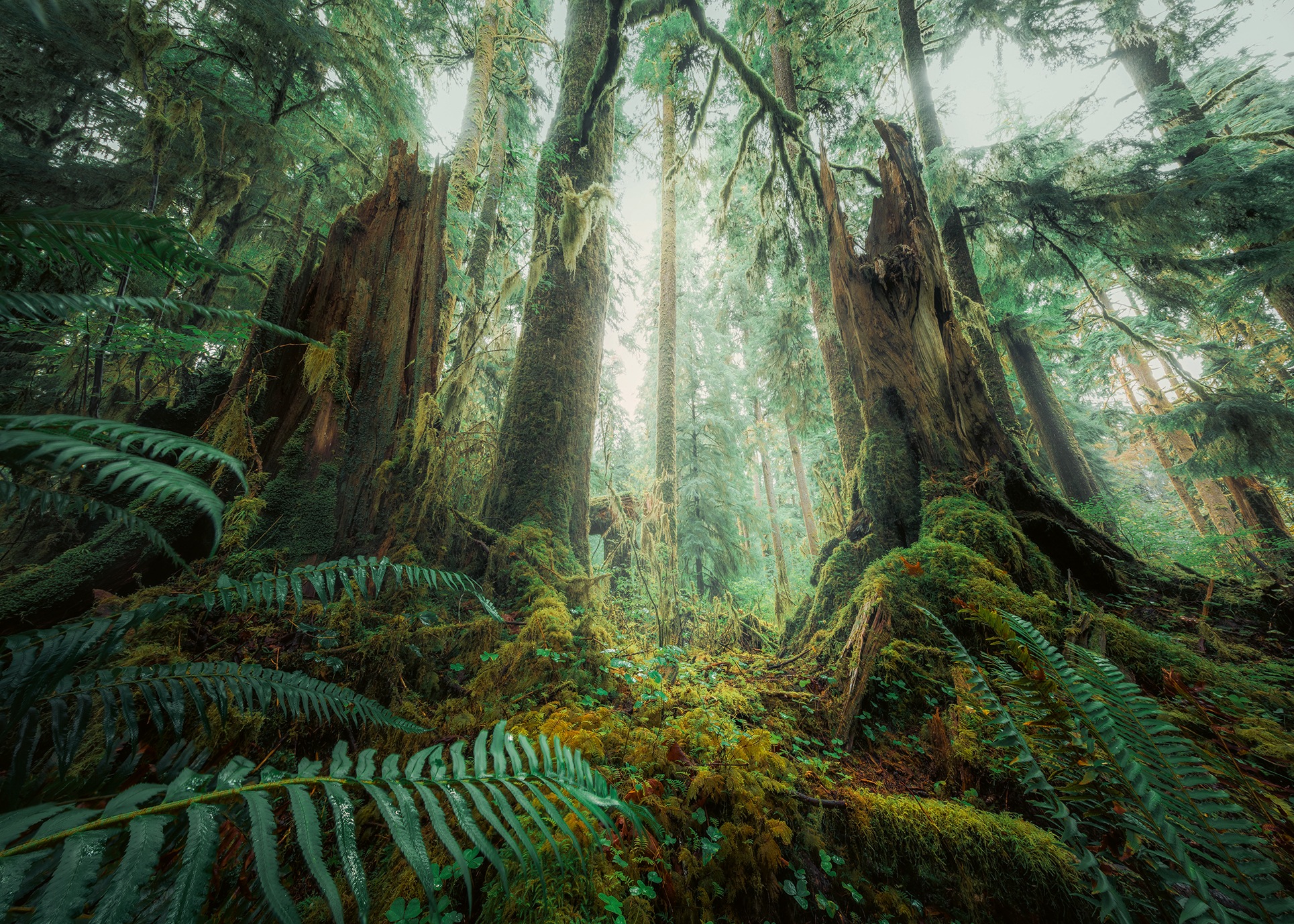 Ravensburger Puzzle »power of nature, Faszinierender Wald«, Made in Germany