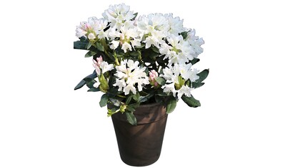 BCM Hecken »Rhododendron 'Cunningham's White'«, (4 St.), Höhe: 15-20 cm, 4 Pflanzen kaufen