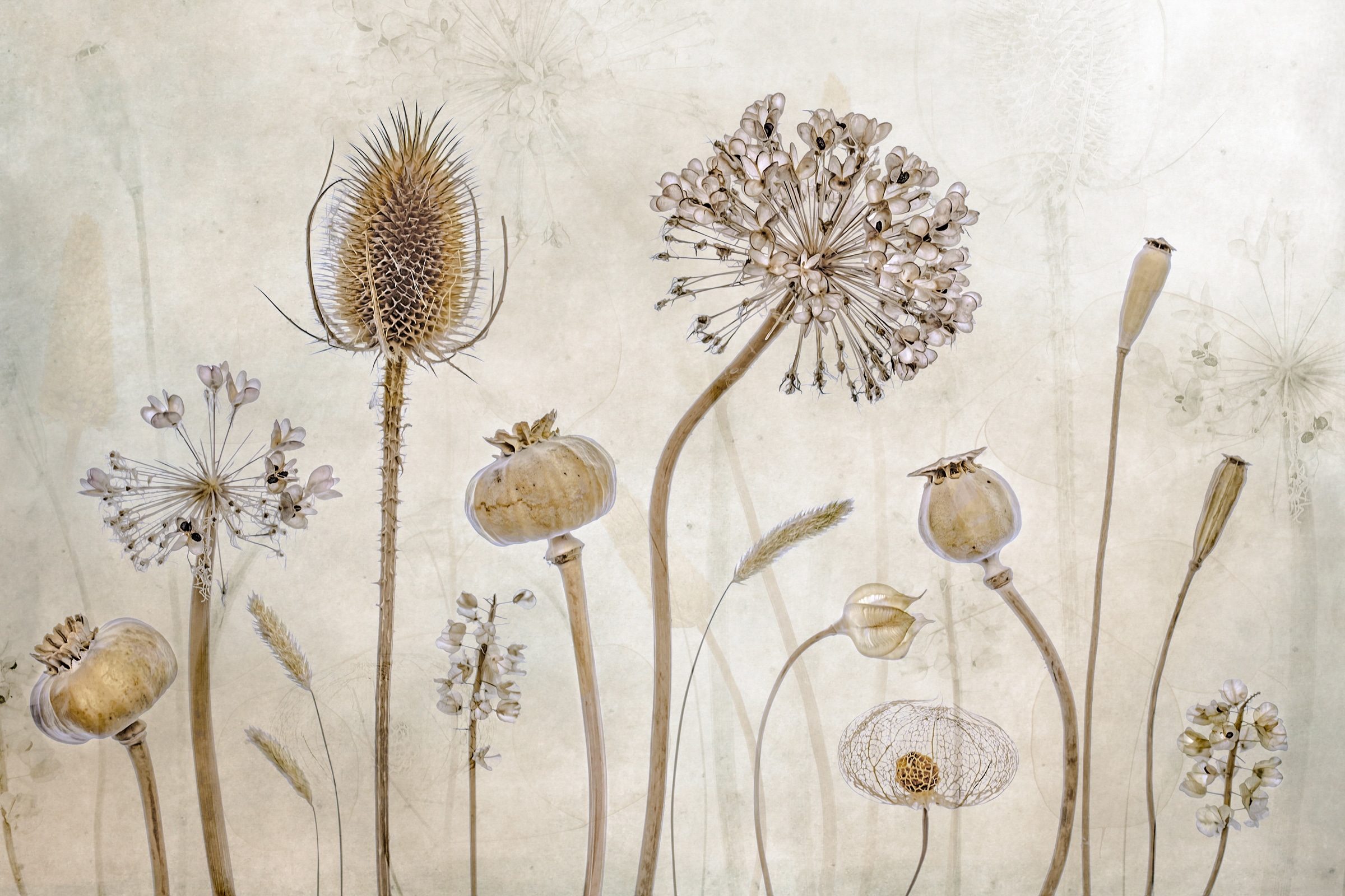 Papermoon Fototapete "Photo-Art MANDY DISHER, ALT WERDEN"