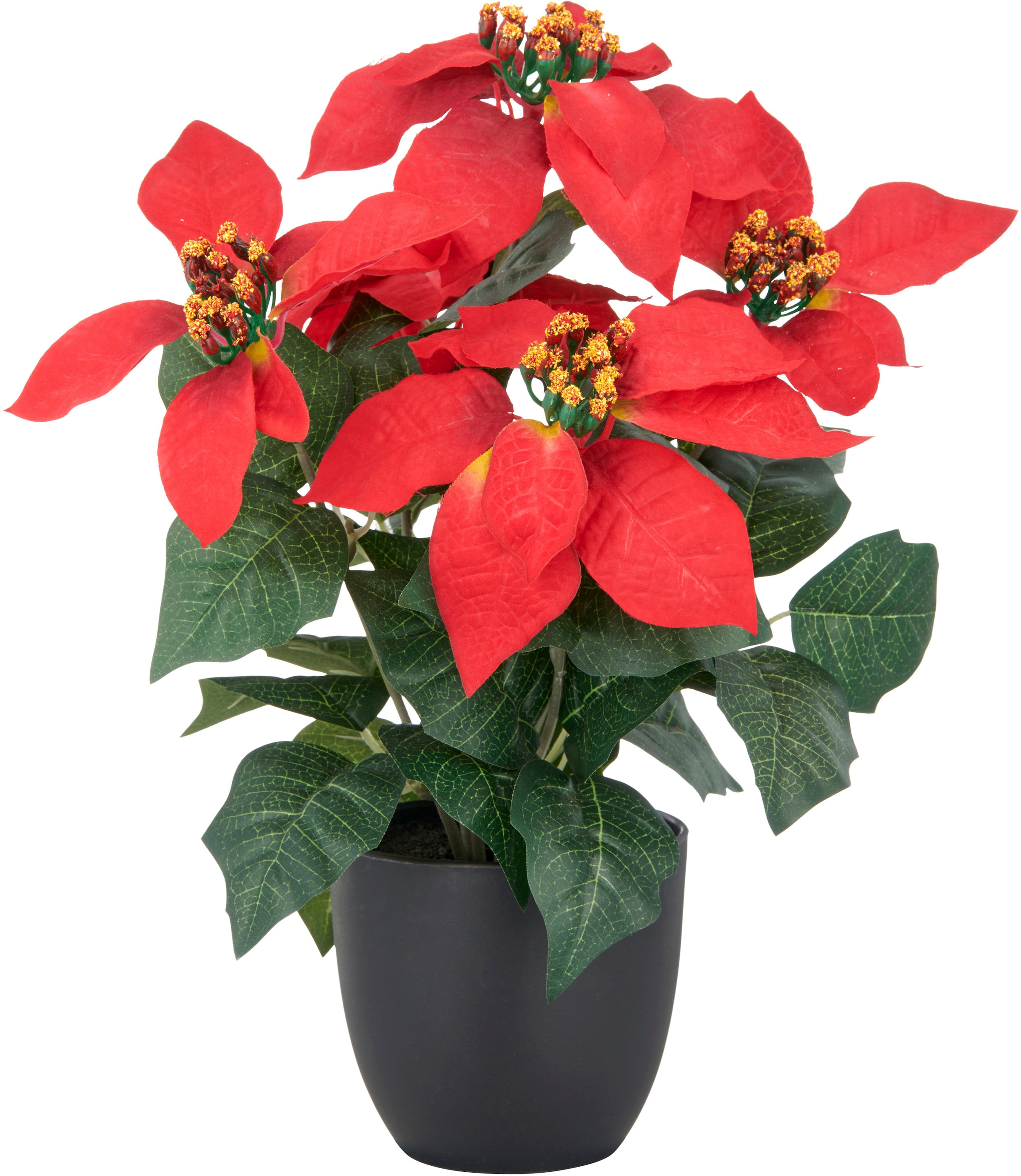 Creativ green Kunstblume "Weihnachtsstern" mit üppiger Blütenpracht günstig online kaufen