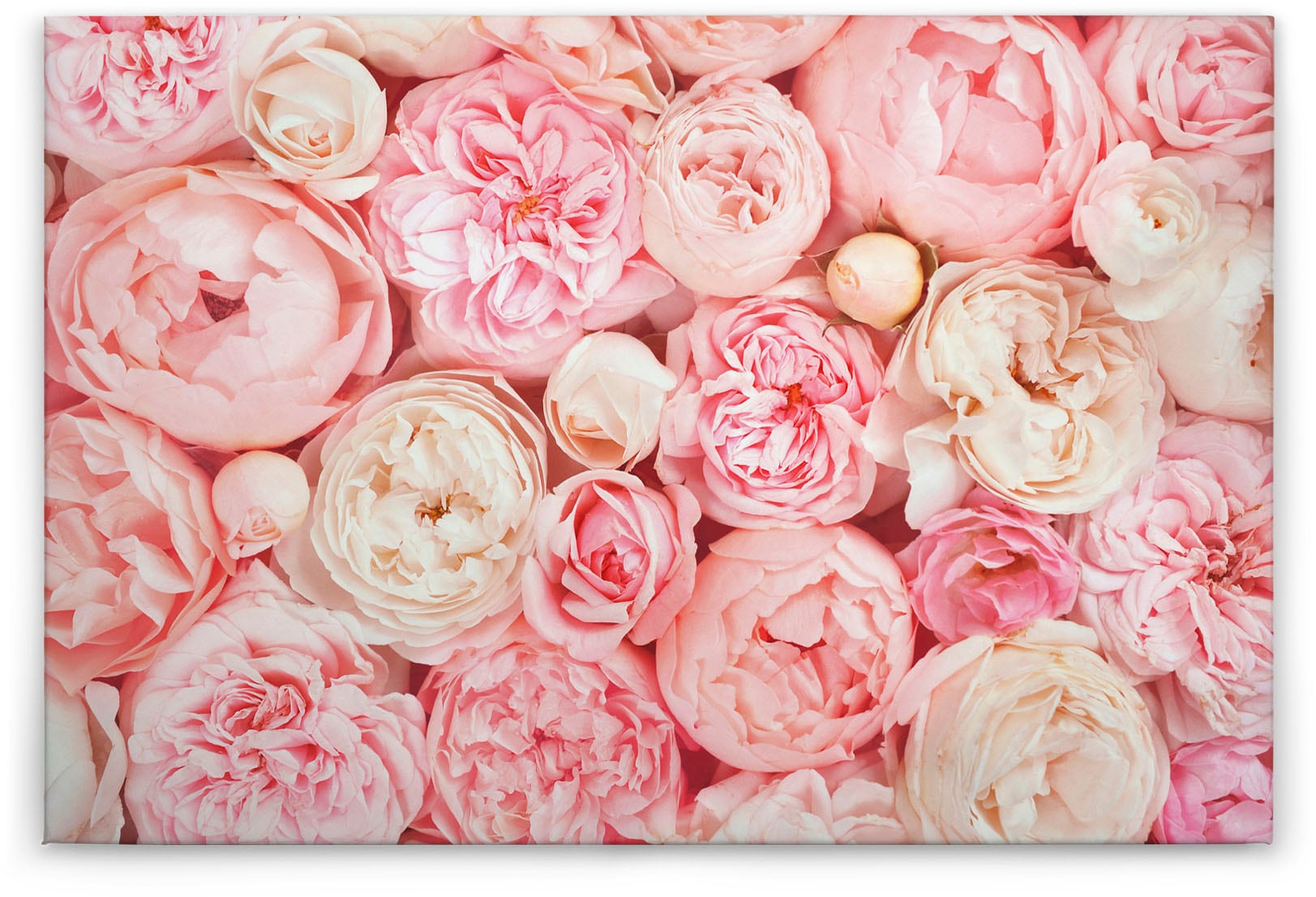 A.S. Création Leinwandbild »Roses«, Blumen, (1 St.), Romantische Rosen  Rosenbild Keilrahmen kaufen | BAUR