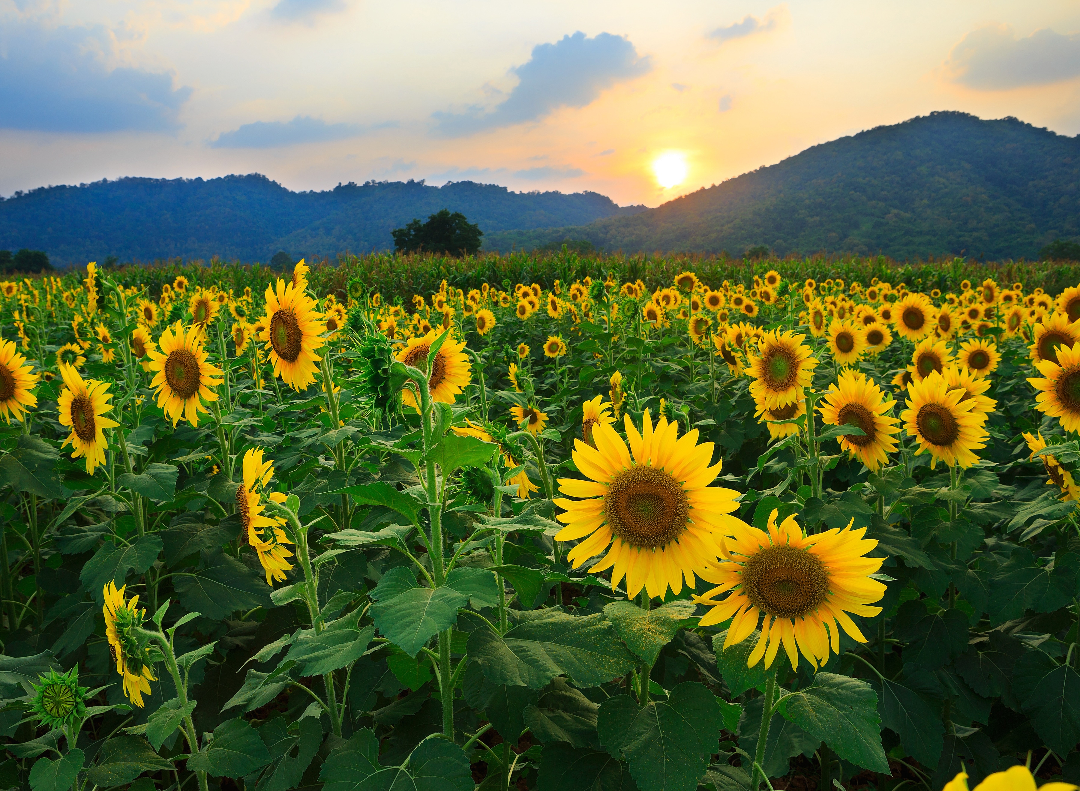 Papermoon Fototapete "Sunflower Field" glatt