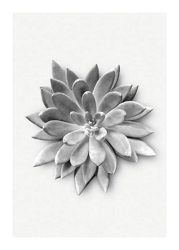 Agave«, »Succulent | St.), Poster (1 Komar Wohnzimmer Kinderzimmer, BAUR Schlafzimmer, Pflanzen-Blätter,