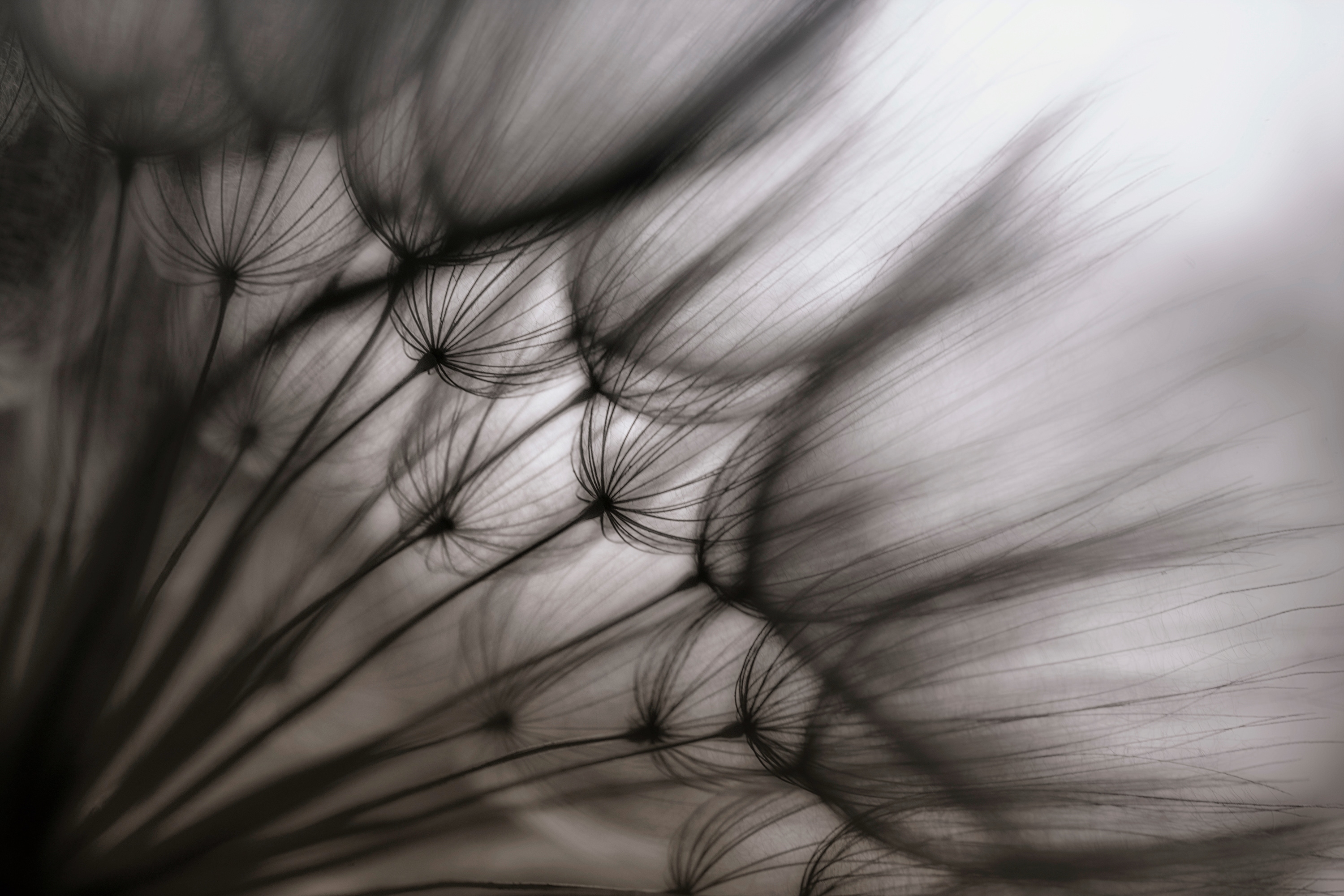 Papermoon Fototapete "Photo-Art KEREN OR, PUSTEBLUME DURCHSCHEINEND"