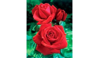 BCM Beetpflanze »Rose Dame de Coeur«, (1 St.), Höhe 30 cm, 1 Pflanze kaufen
