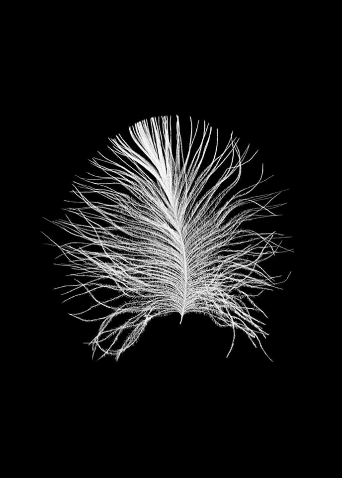 Komar Bild »Feather Black«, Federn, (1 St.), Wandbild zur Dekoration - ohne Rahmen