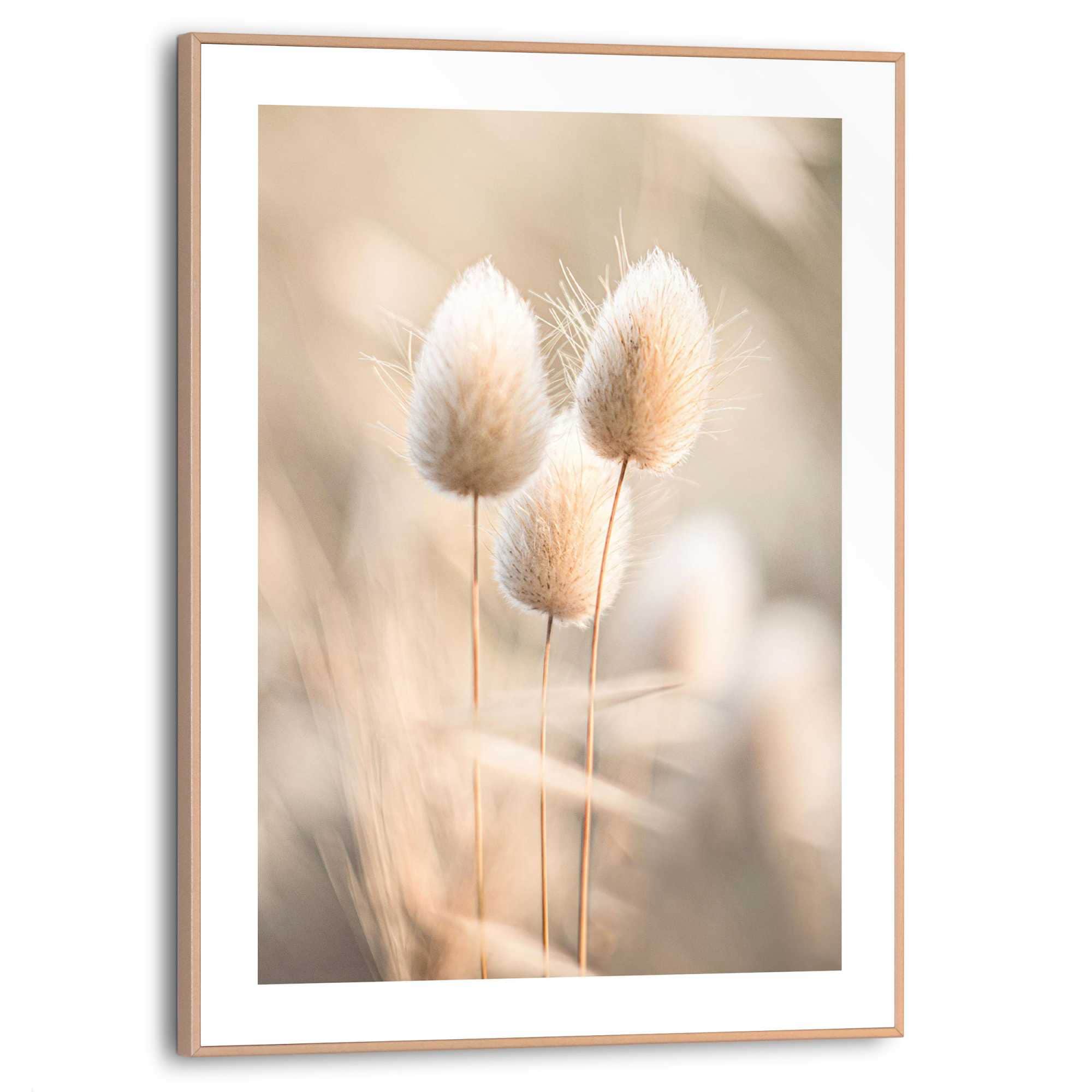 Reinders Poster "Plumes", Wohnzimmer - Grasfedern - Beige - MDF - Blumen un günstig online kaufen