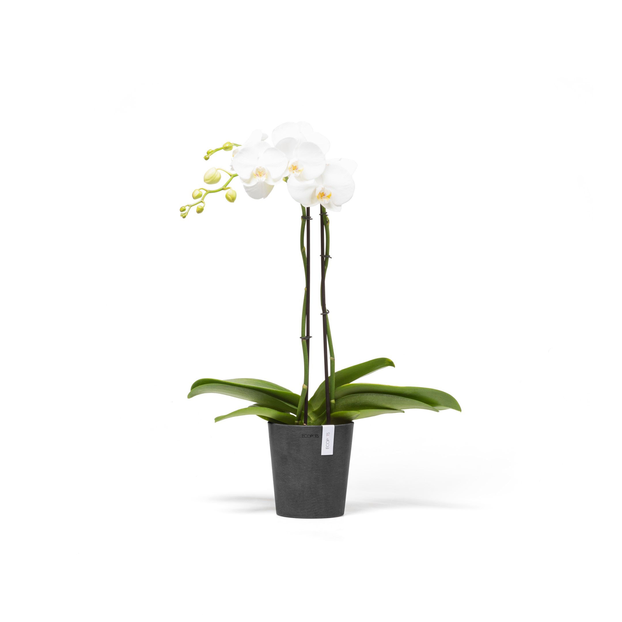 ECOPOTS Blumentopf »Morinda«, ØxH: 14,2x16 cm