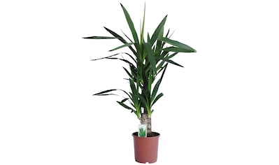 Dominik Zimmerpflanze »Yucca-Palme«, (1 St.), Höhe: 60 cm, 1 Pflanze kaufen