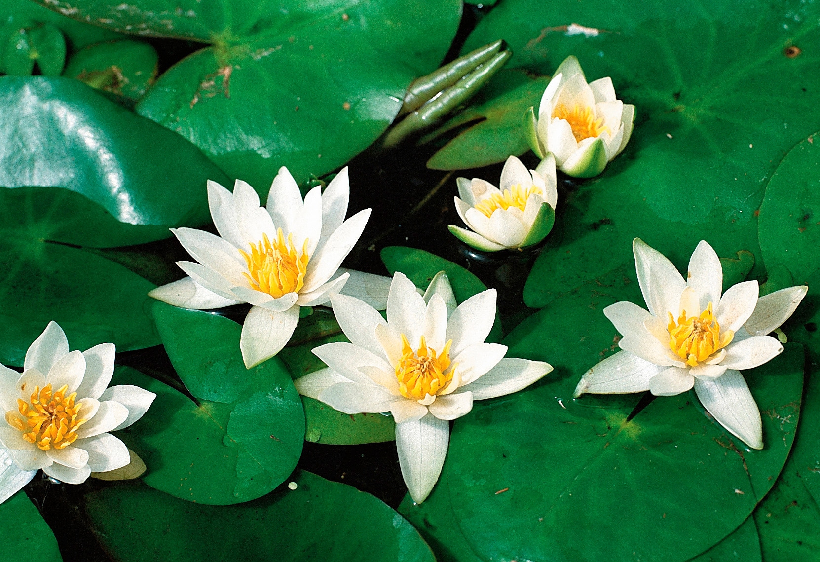 BCM Wasserpflanze Seerose Pöstlingsberg weiß 1 St.