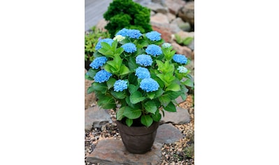 BCM Gehölze »Hortensie Magical Revolution Blue«, (1 St.), Höhe: 30-40 cm, 1 Pflanze kaufen