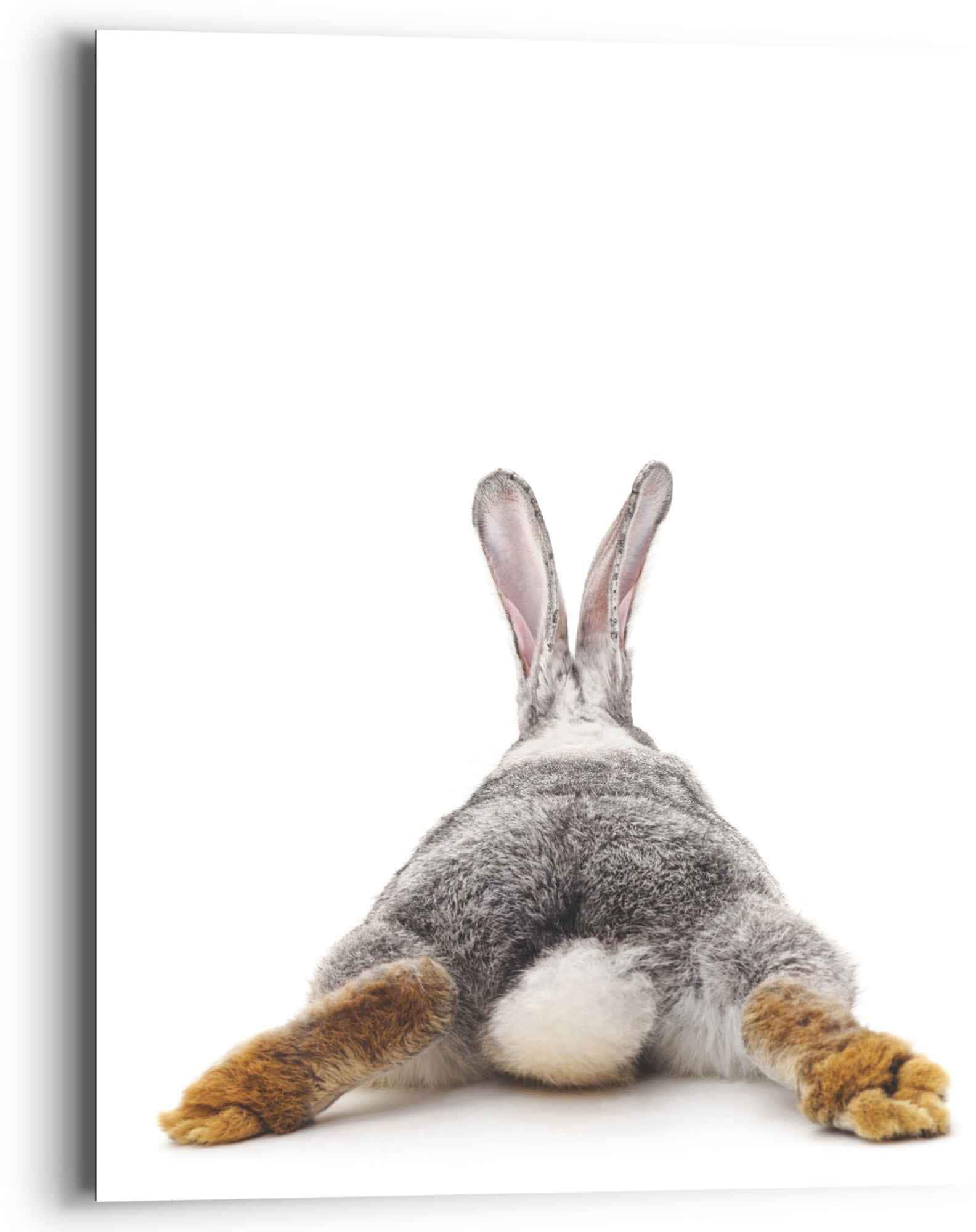 Wandbild »Wandbild Kaninchen Rabbit - Hase - Schwanz - Relax«, Hasen, (1 St.)