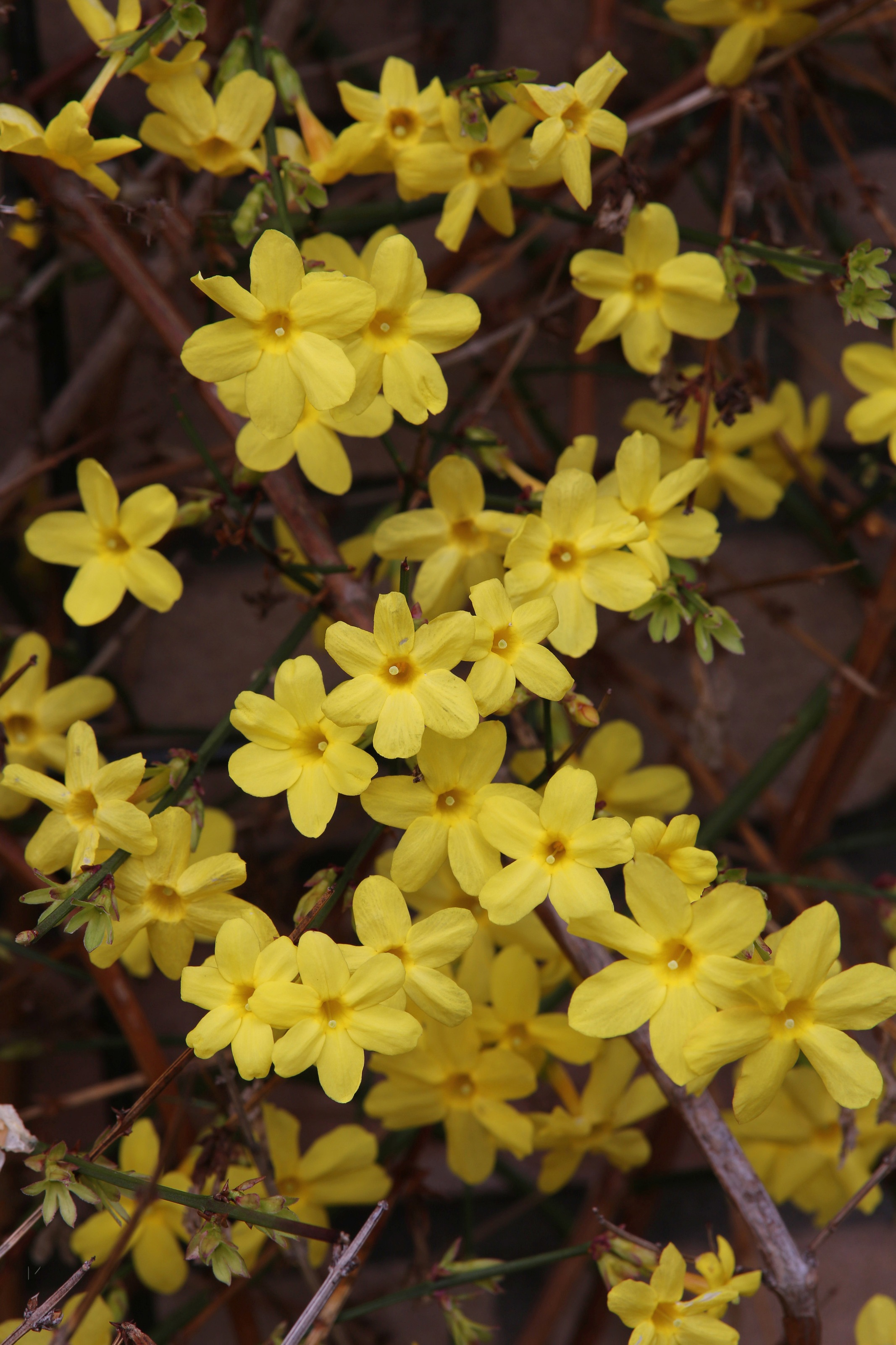 BCM Gehölze »Winterjasmin«, (1 St.), Höhe: 40-60 cm, 1 Pflanzen kaufen