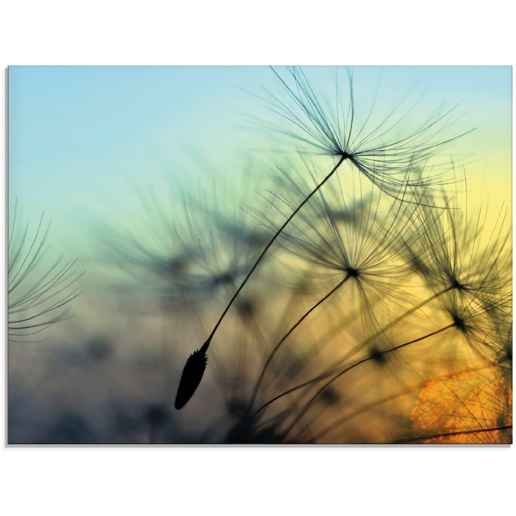 Artland Glasbild »Goldener Sonnenuntergang und Pusteblumen«, Blumen, (1 St.)