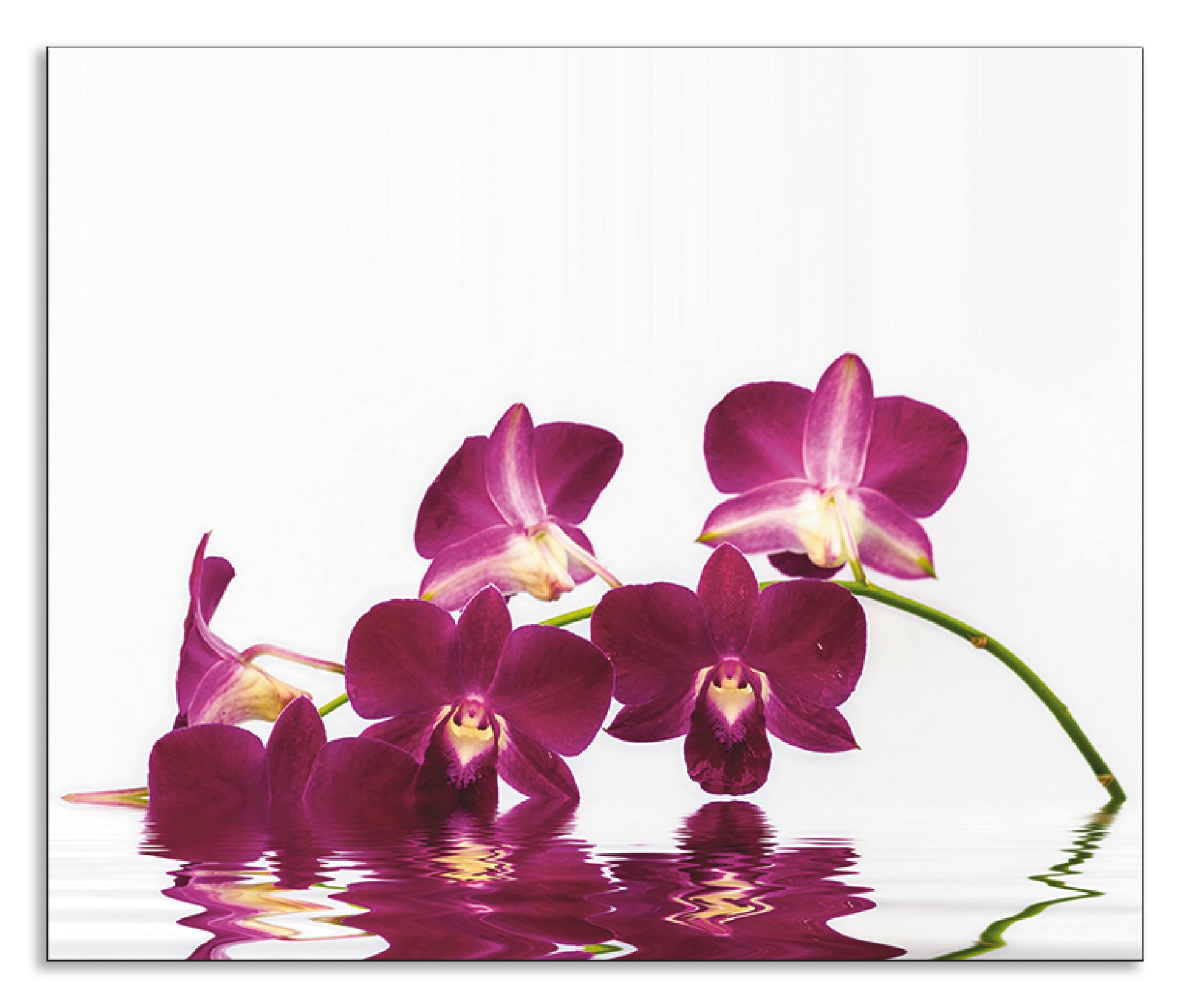 Küchenrückwand »Phalaenopsis Orchidee«, (1 tlg.), Alu Spritzschutz mit Klebeband,...