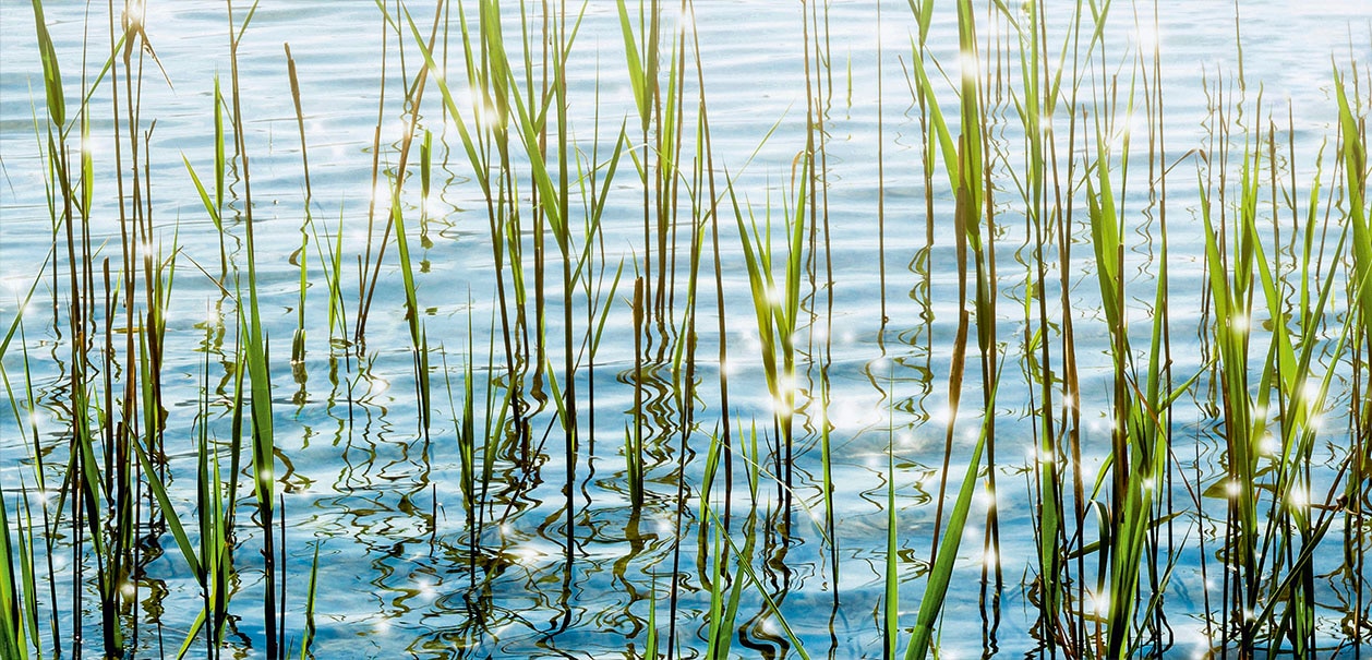 EXPRESS KÜCHEN Küchenrückwand "Seegras", B/H: 120cm x 55,9cm, bunt, Spritzschutzwände