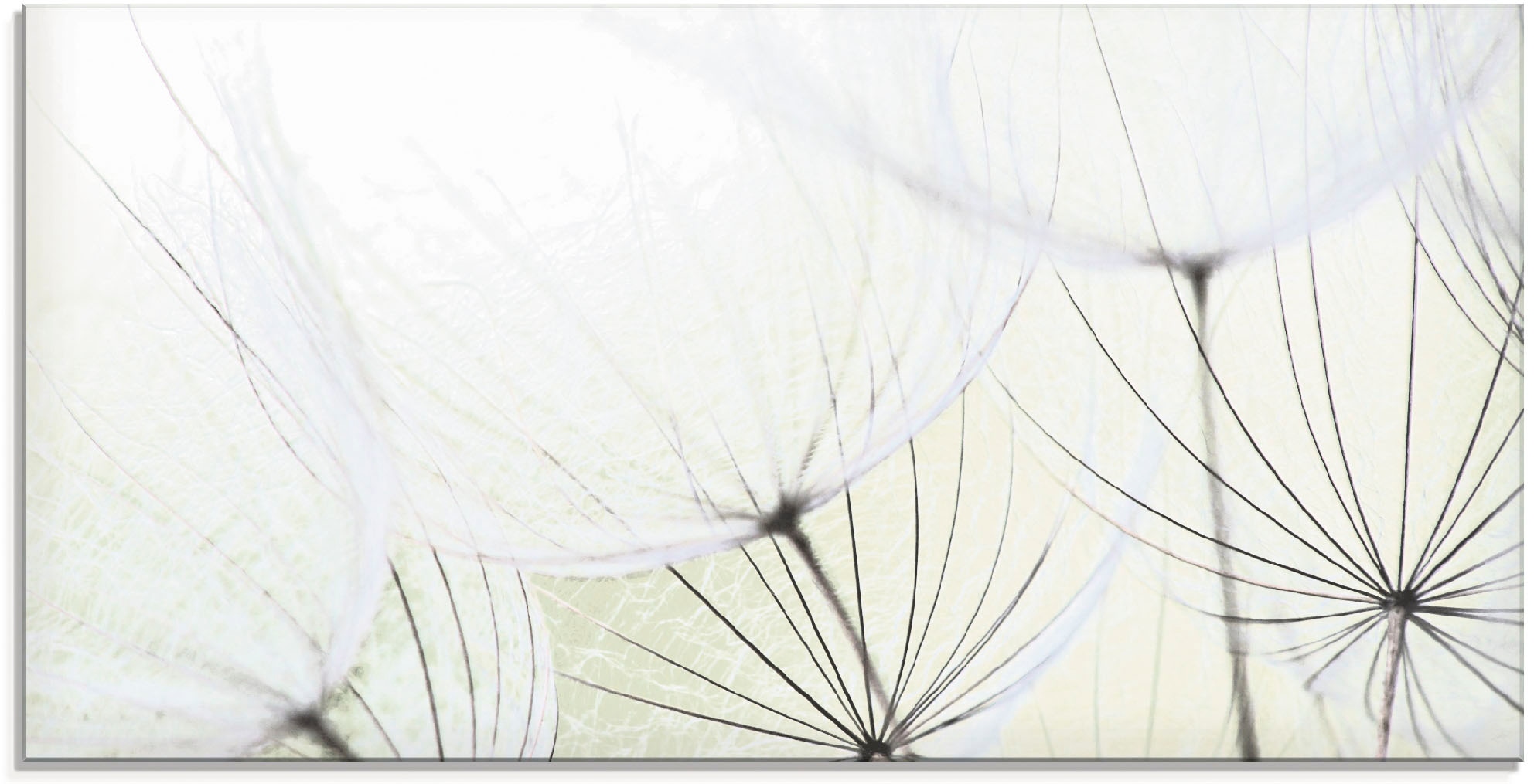 Glasbild »Pusteblumen-Samen aufgehellt«, Blumen, (1 St.), in verschiedenen Größen