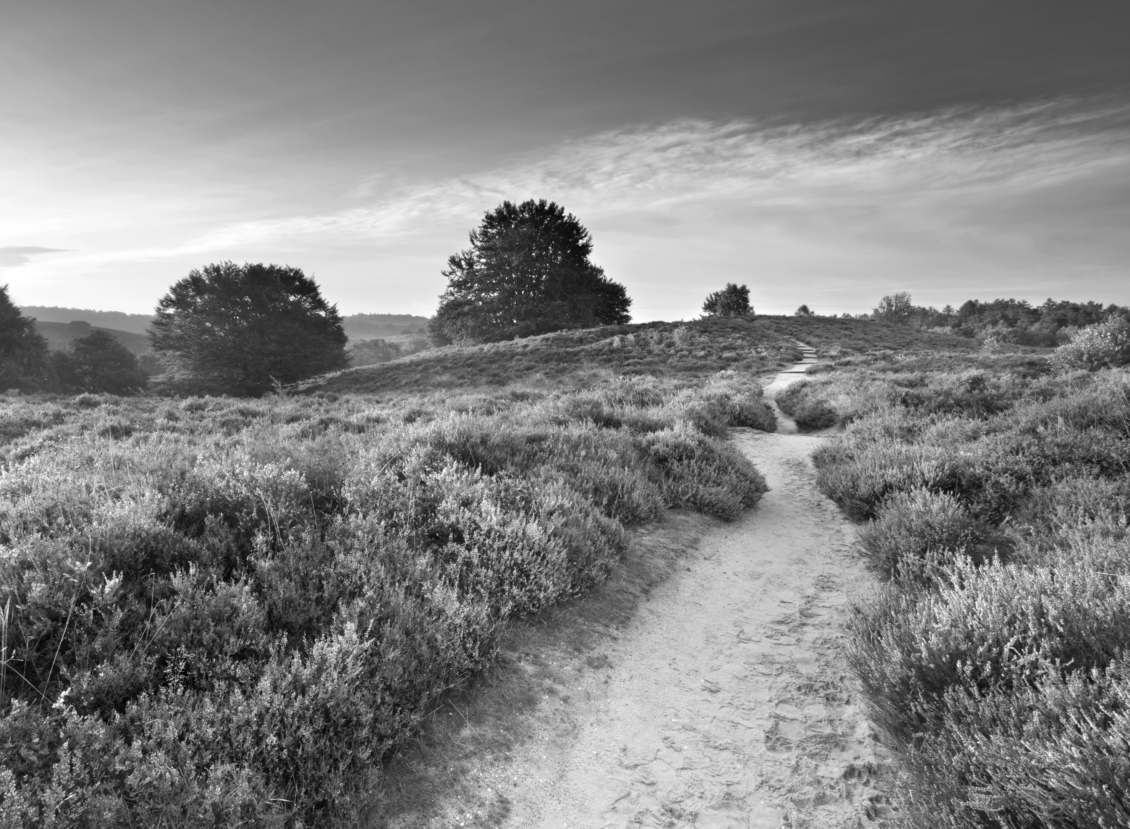 Papermoon Fototapete "Feldweg Schwarz & Weiß"