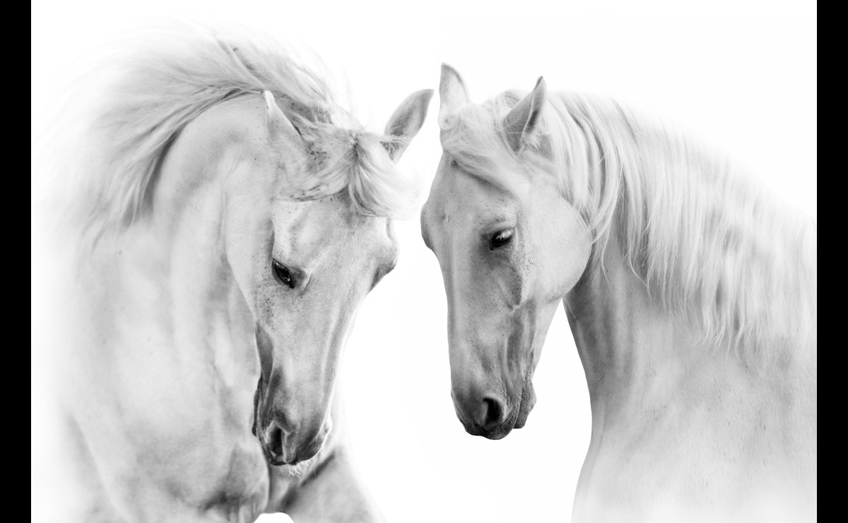 Papermoon Fototapete »Pferde«